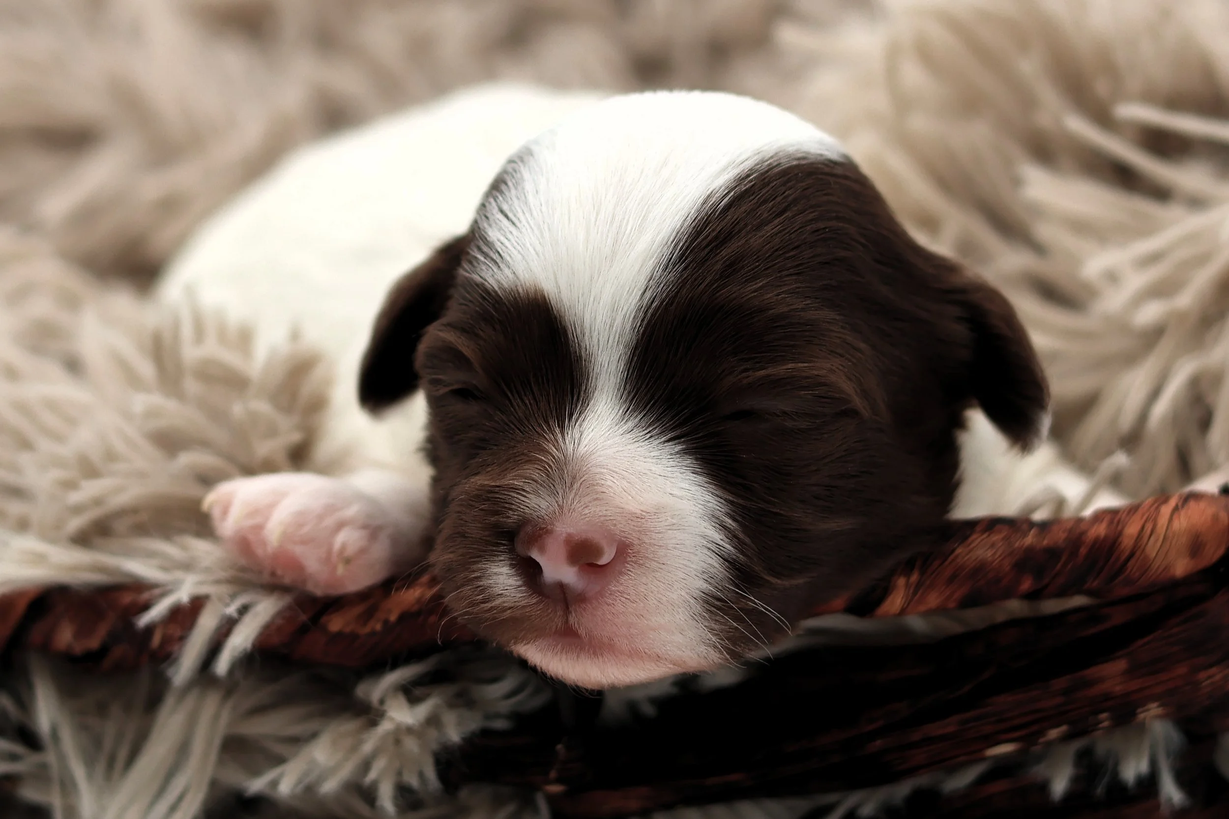 A tiny brown and white puppy sleeping in a cozy basket on a soft, furry blanket.