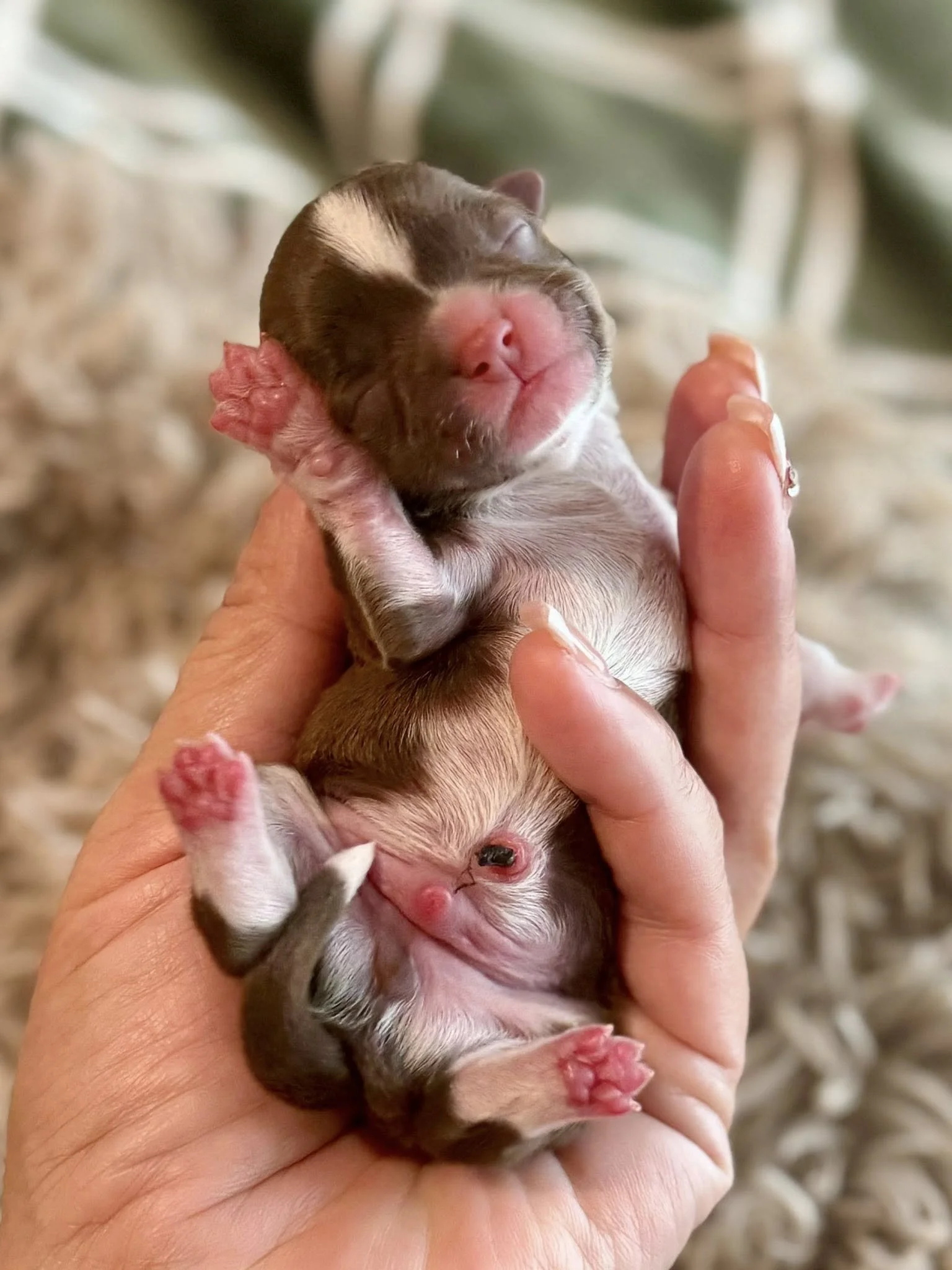 teacup Chocolate Havanese puppy Houston