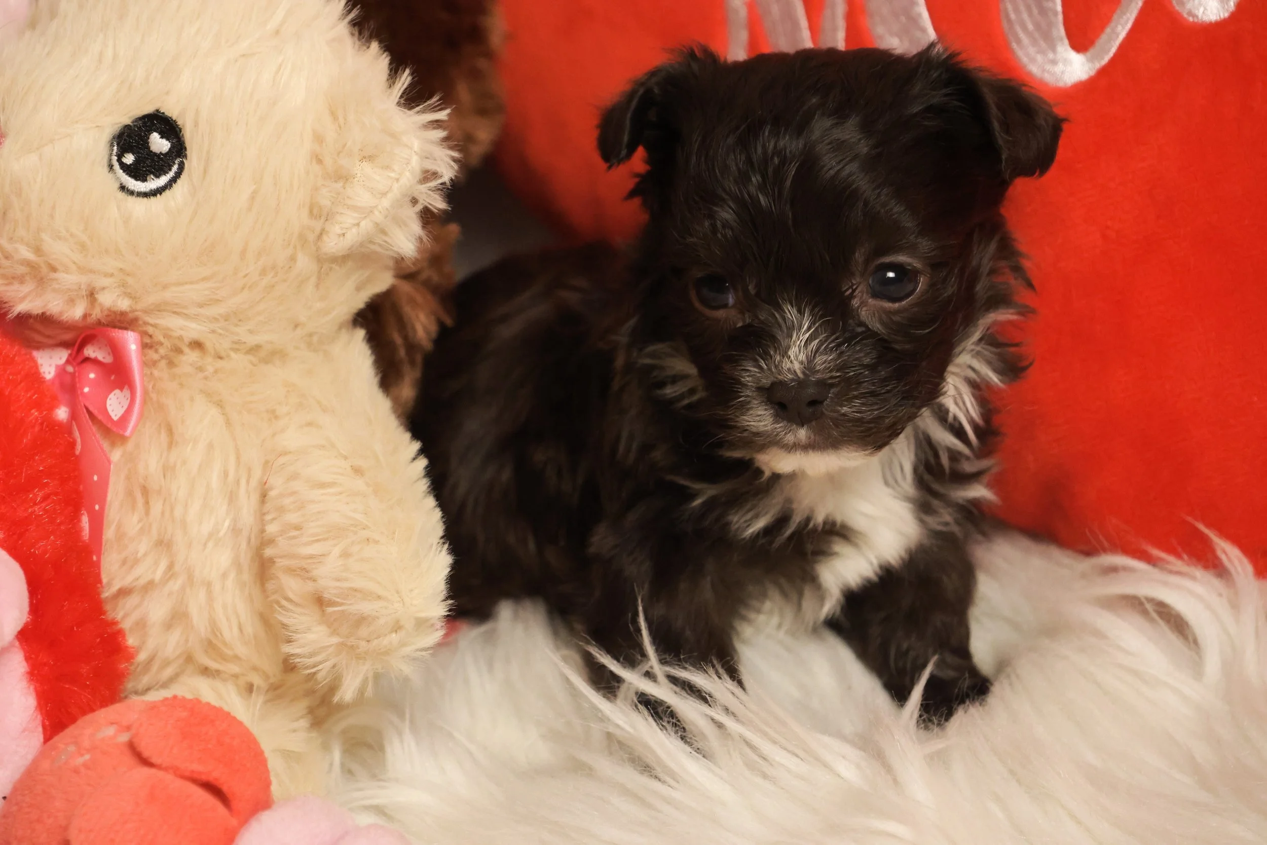 A small black and white puppy sitting on a fluffy white blanket, next to a plush teddy bear with a pink ribbon, in front of a red background.