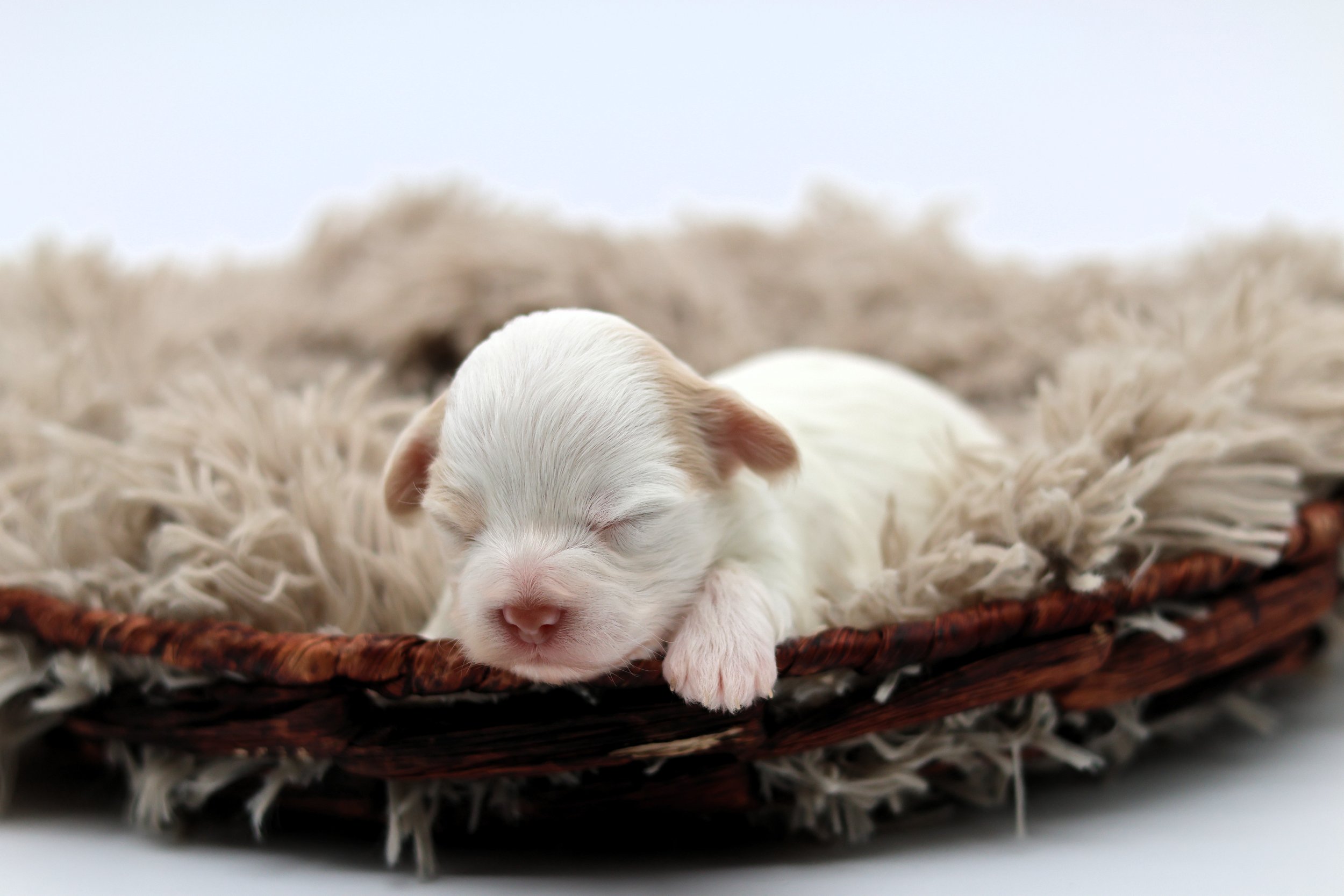 A tiny, white newborn puppy sleeping on a soft, fluffy blanket inside a woven basket.