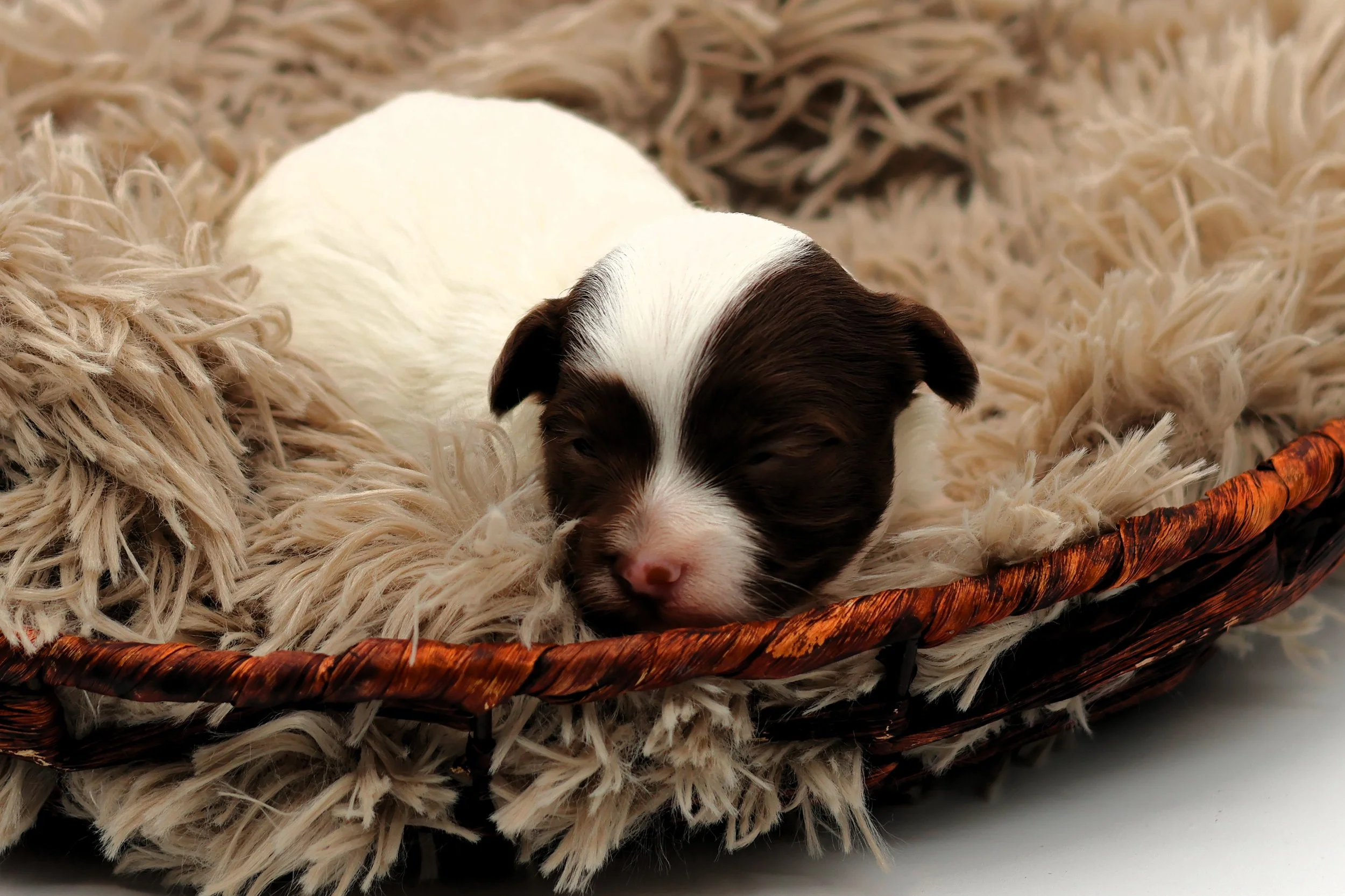 A brown and white puppy sleeping on a fluffy, cream-colored blanket inside a woven basket.