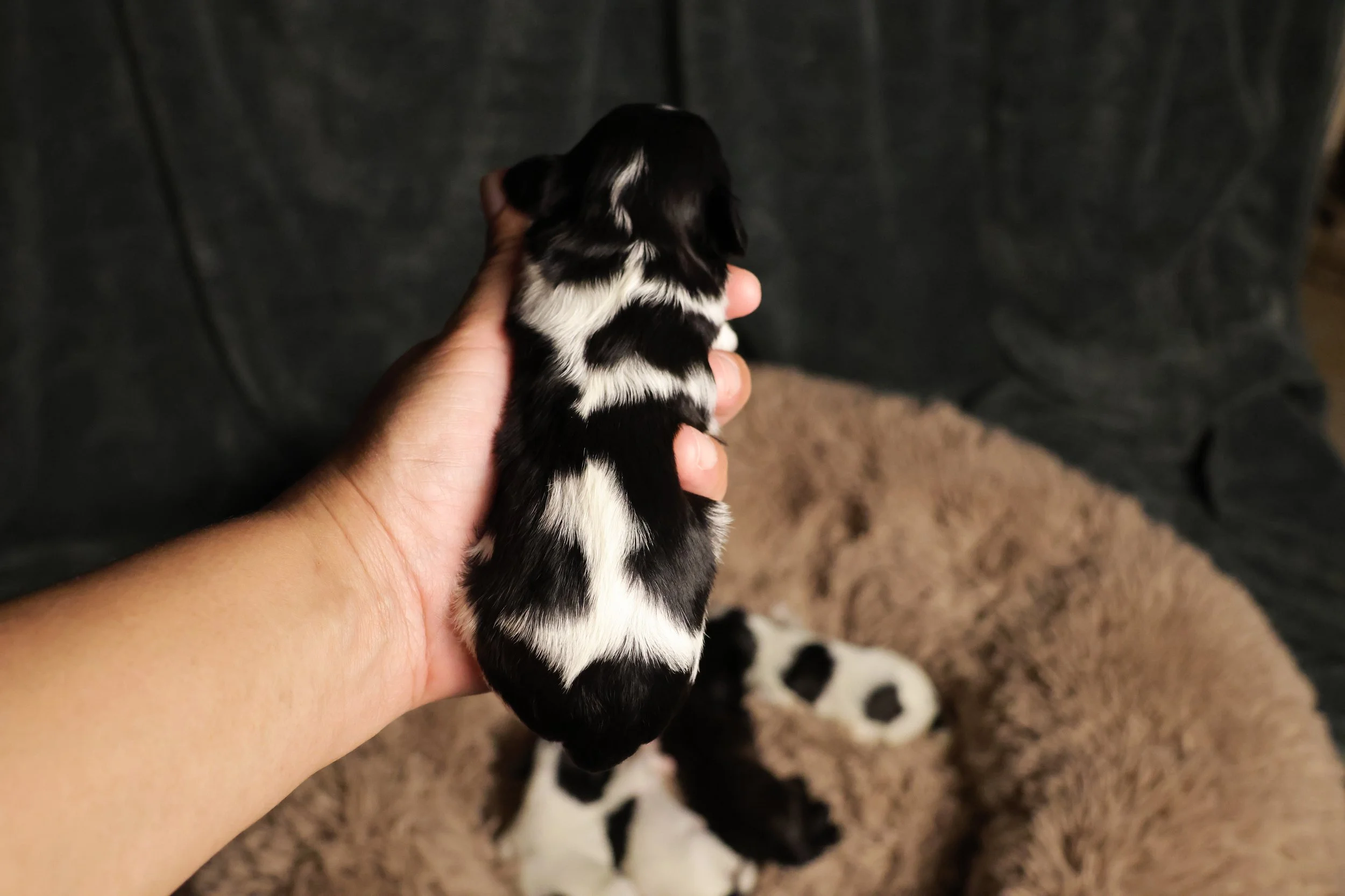 A person holding a small black and white puppy over a brown fluffy blanket with other similar puppies resting on it.