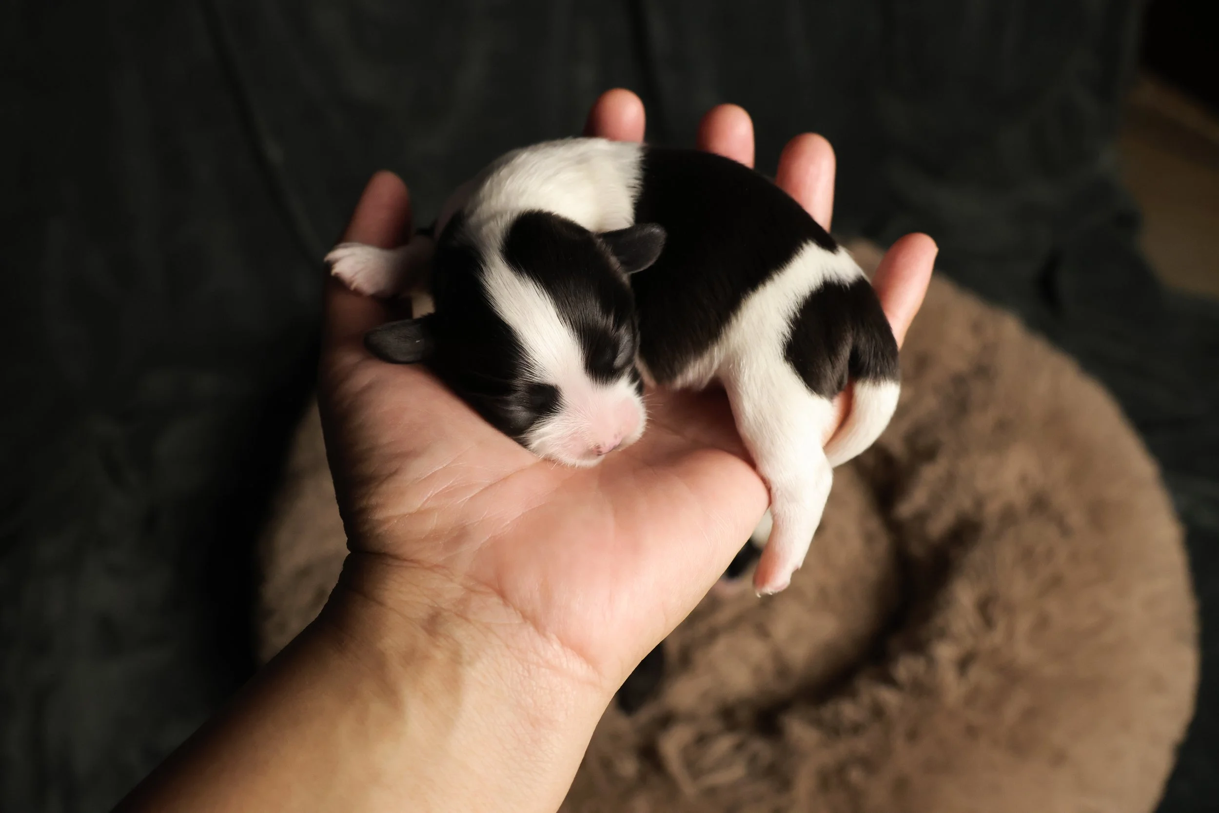 A person holding a tiny black and white puppy sleeping in their hand, with a dark background and a fluffy brown blanket below.