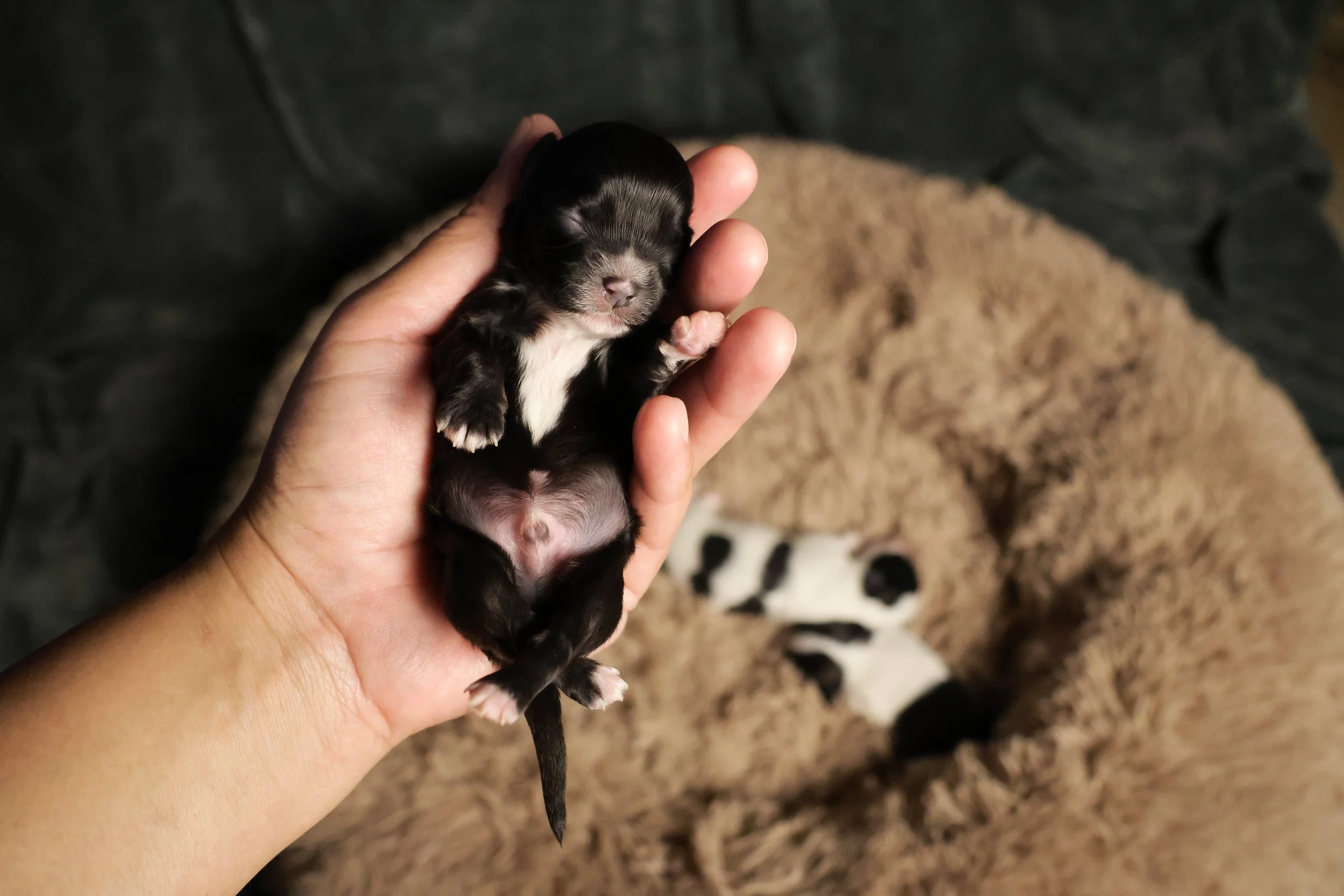 A person holding a tiny black and white puppy with closed eyes, lying on its back with paws slightly curled, and a tan and black dog lying on a soft, fluffy brown blanket in the background.