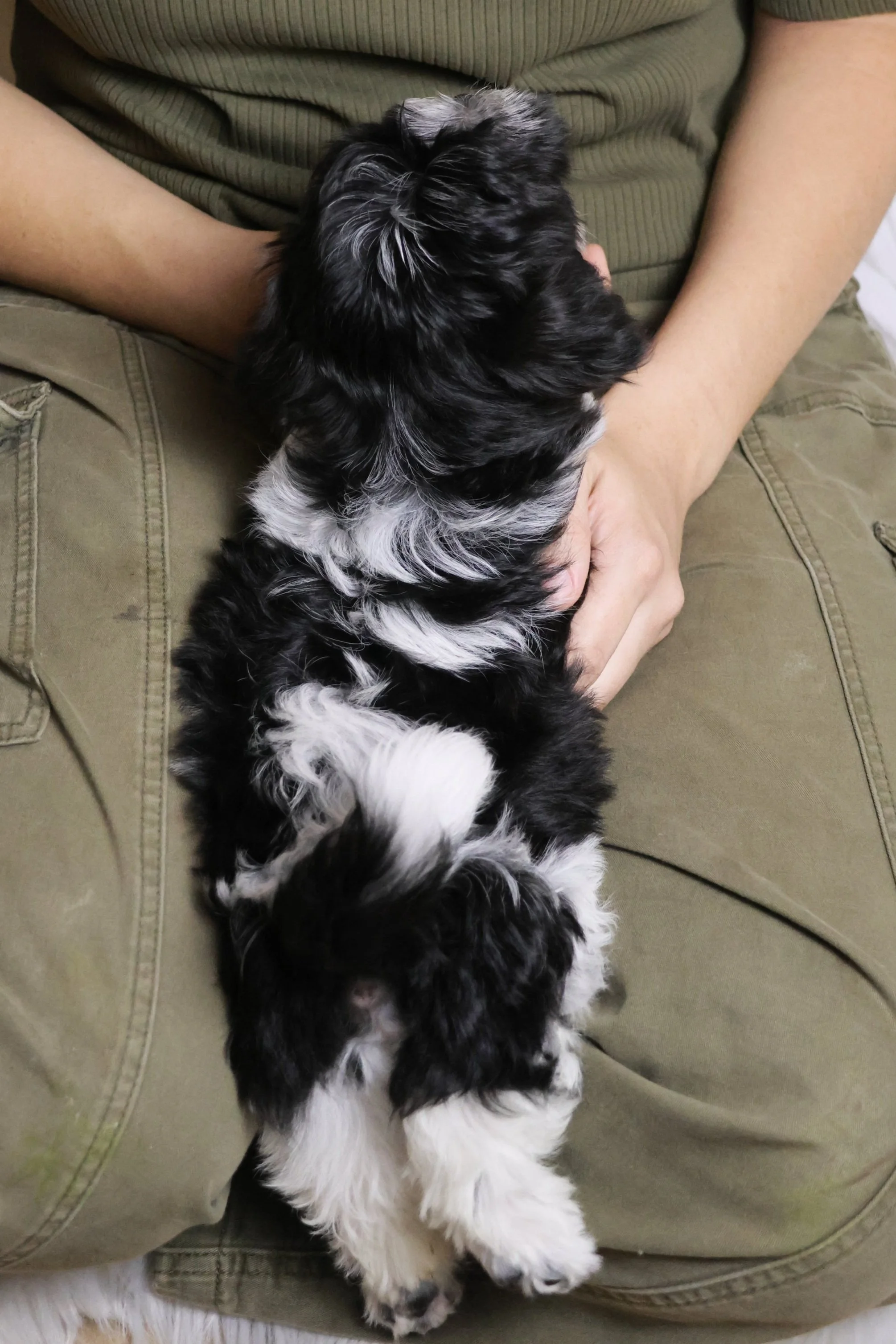 A person holding a black and white puppy while sitting on a greenish-brown couch.