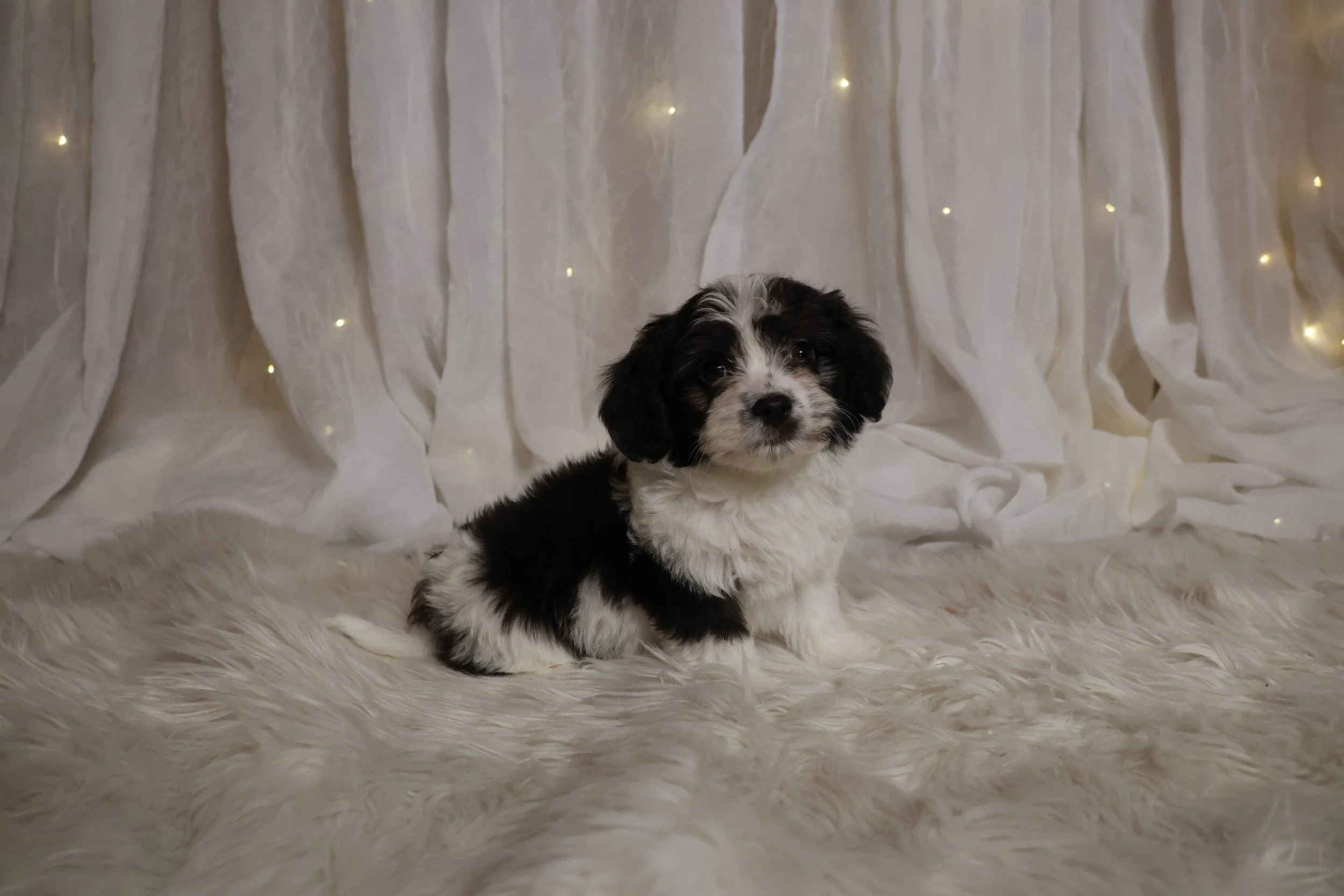 A cute black and white puppy sitting on a fluffy cream-colored rug in front of a white curtain with small string lights.