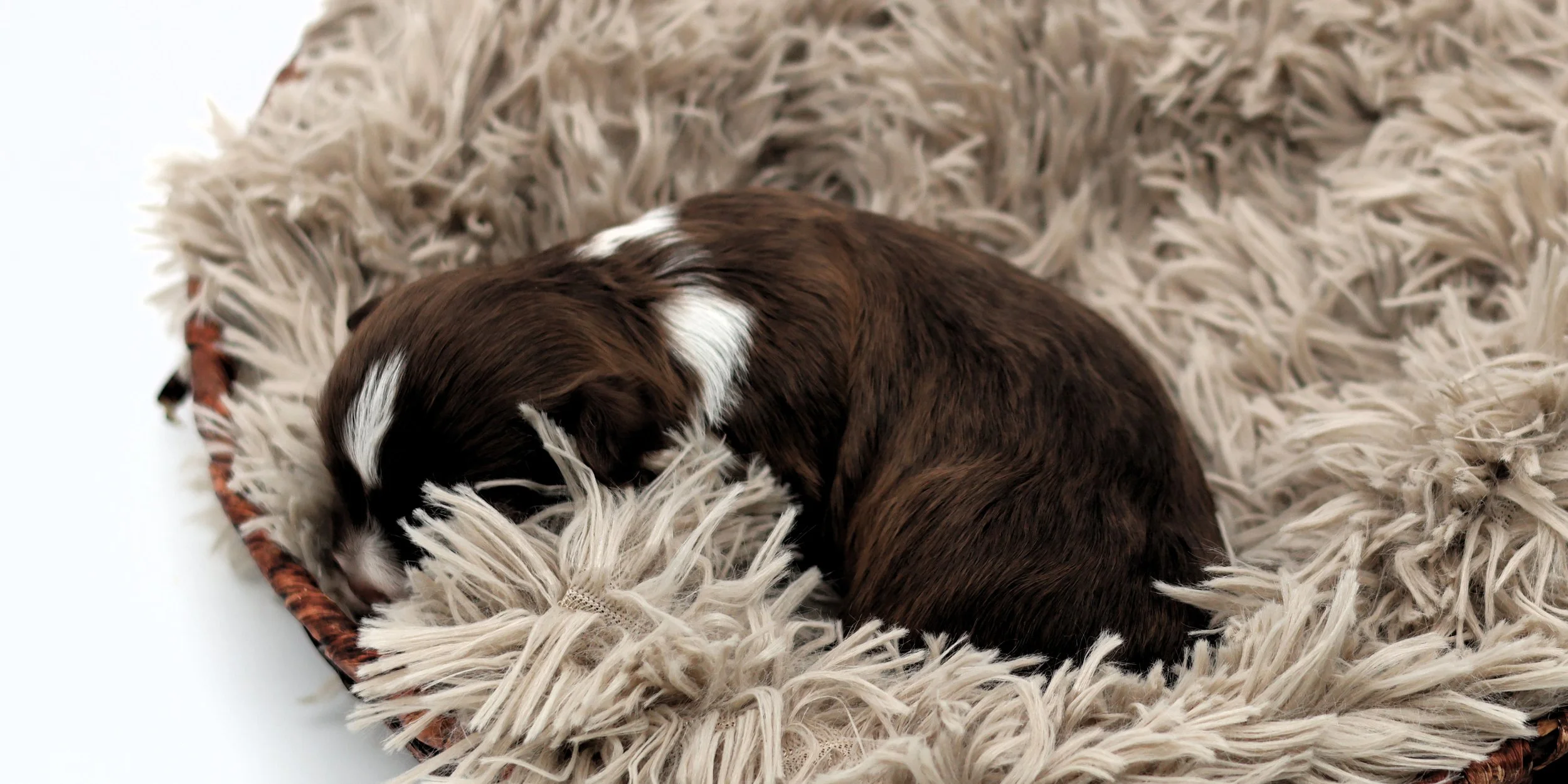 A small brown and white puppy sleeping curled up on a fluffy beige rug in a round wicker basket.