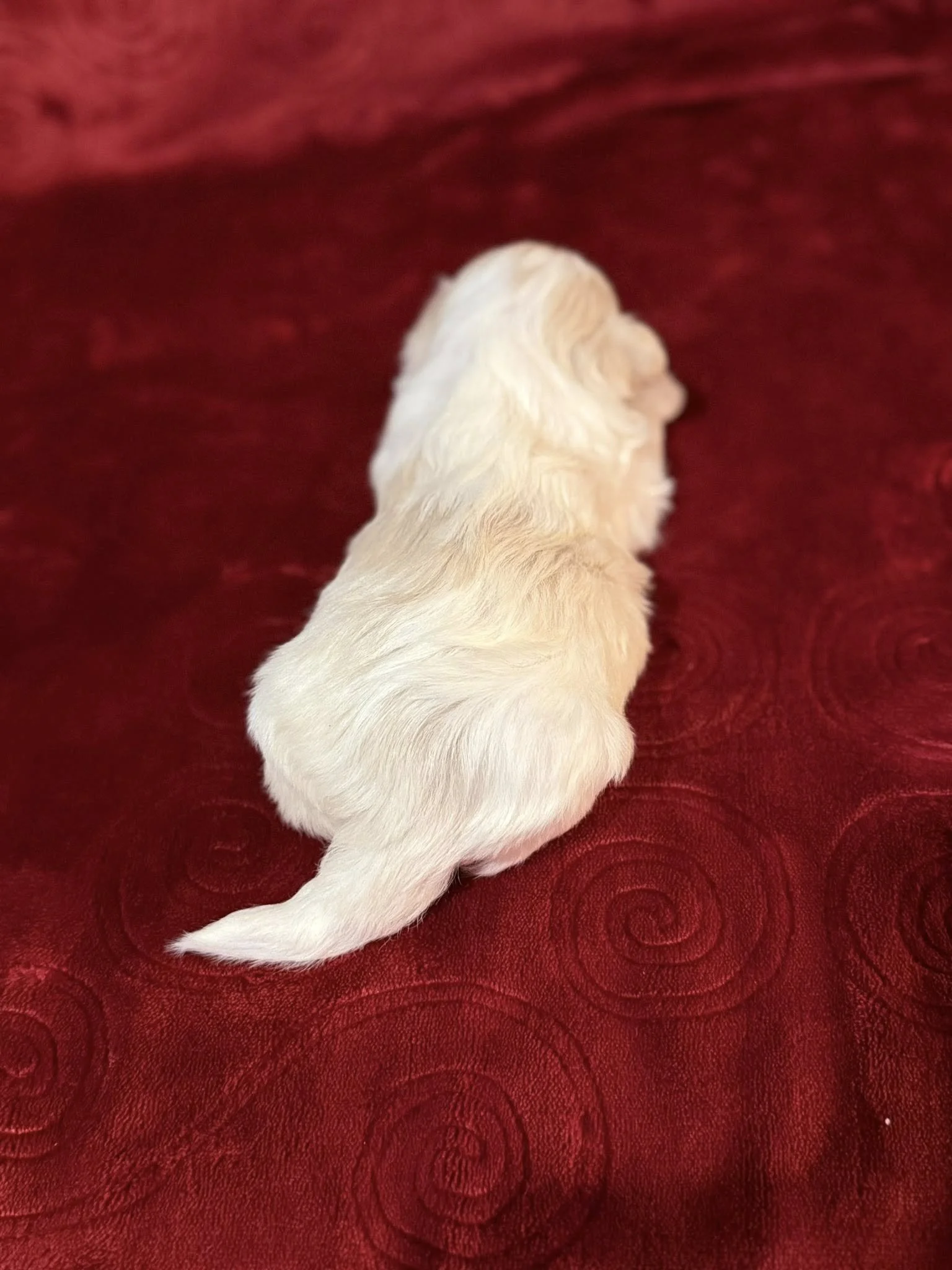 A small, cream-colored puppy with long, wavy fur lying on a red textured blanket, viewed from behind.