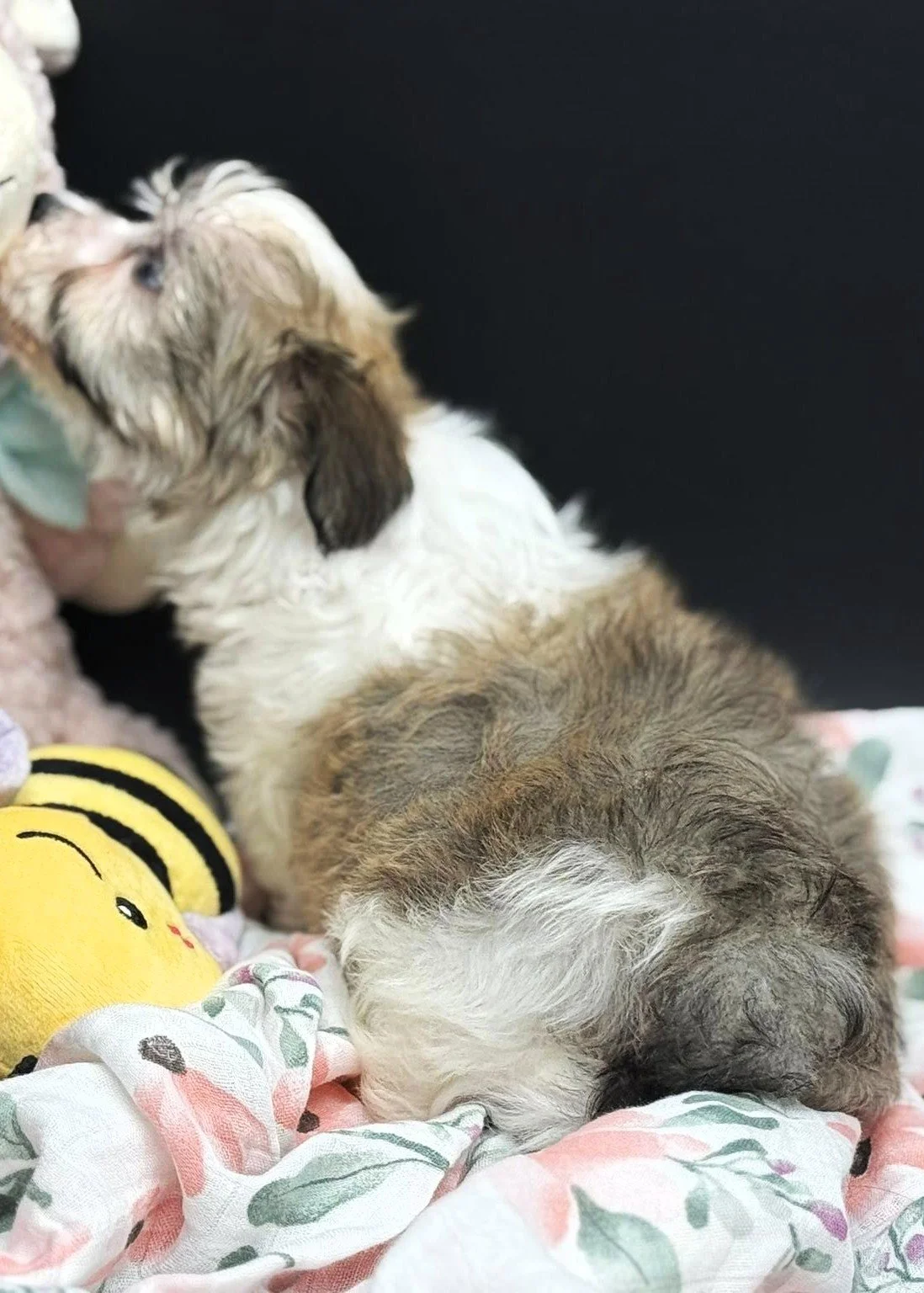 Havanese puppy dog with Heterochromia 1 blue eye and 1 brown eye