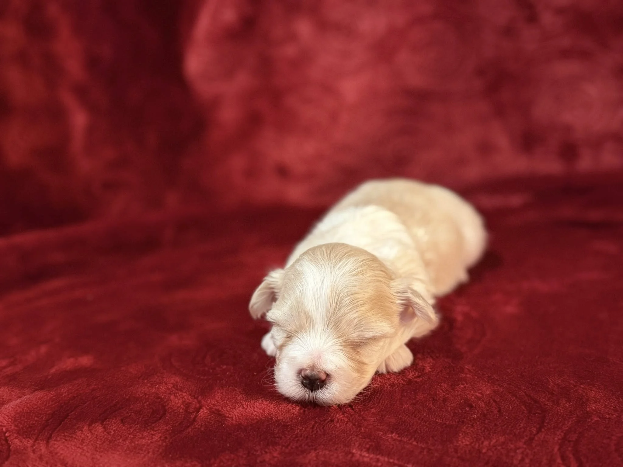 A tiny, cream-colored puppy with closed eyes lying on a red velvet fabric.