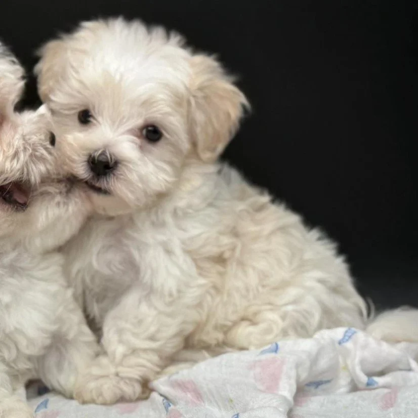 Cute cream-colored puppy with fluffy fur sitting on a blanket against a black background.