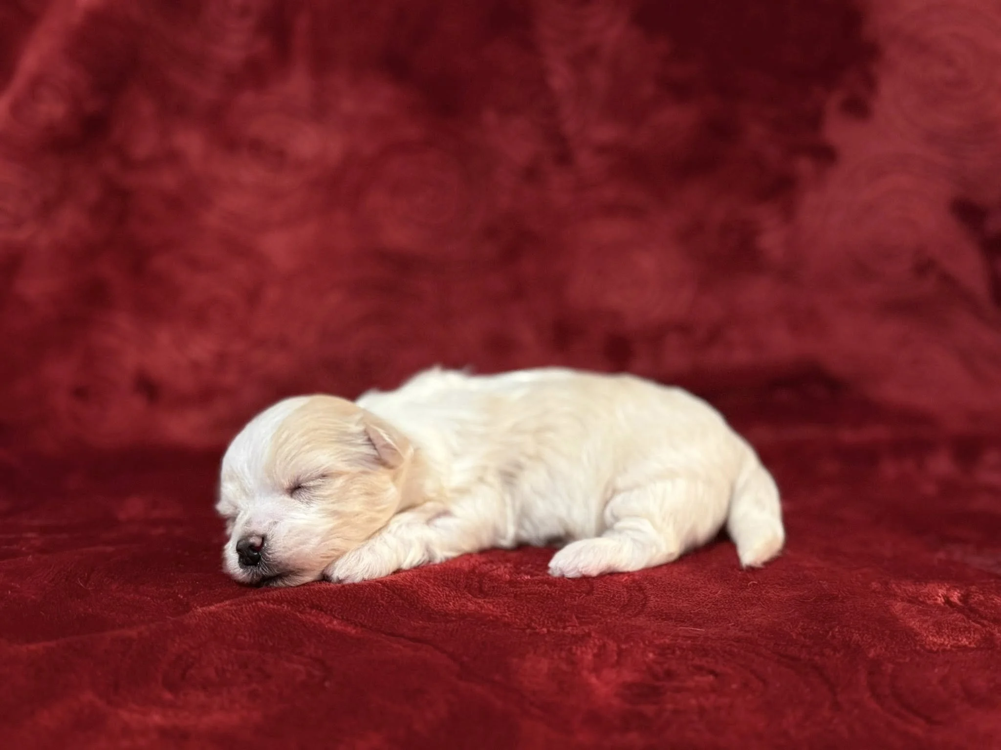 A tiny, cream-colored puppy with closed eyes, sleeping peacefully on a plush, red velvet surface.