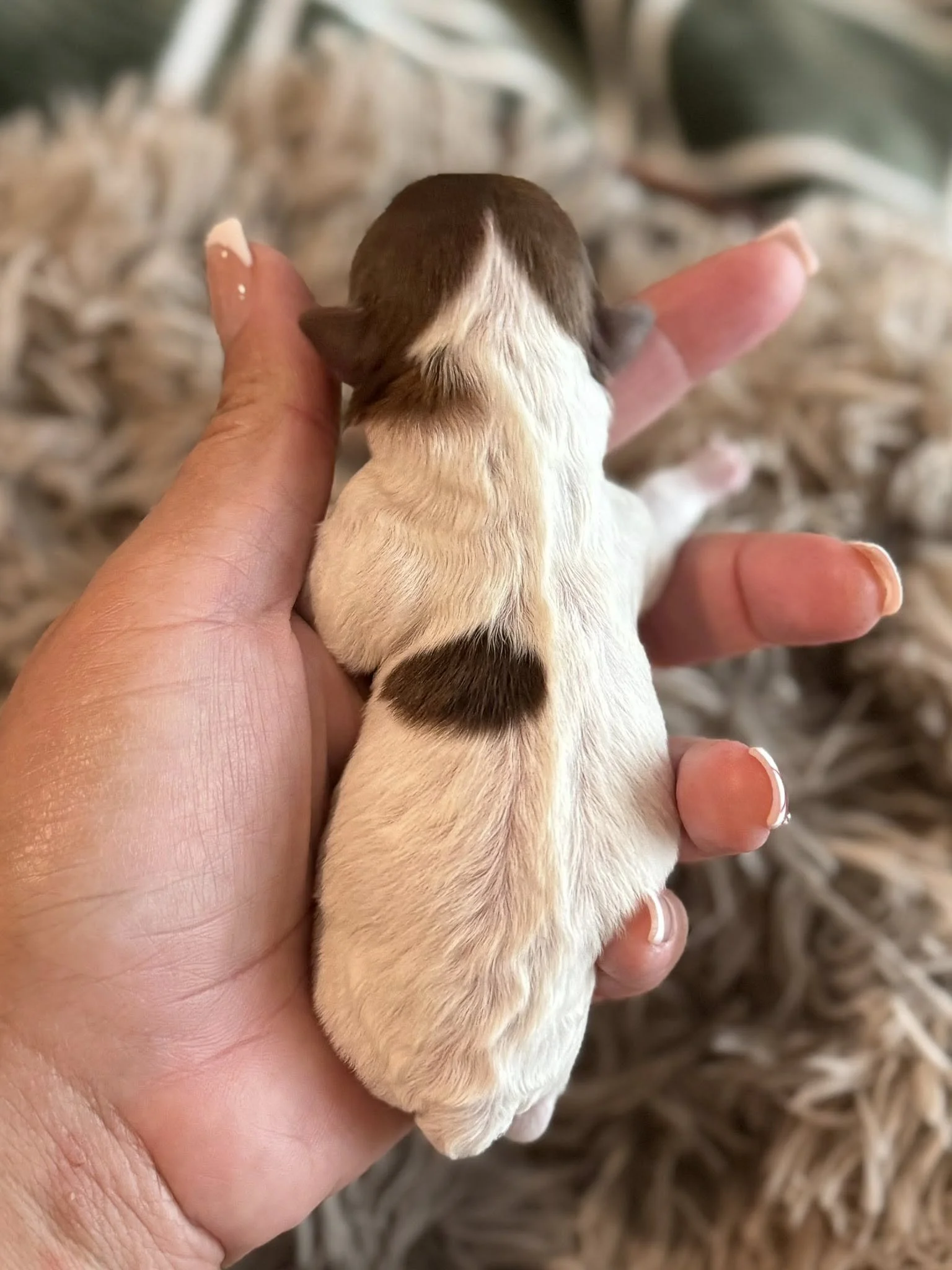 Chocolate Parti Havanese puppy Houston's Royal Havanese