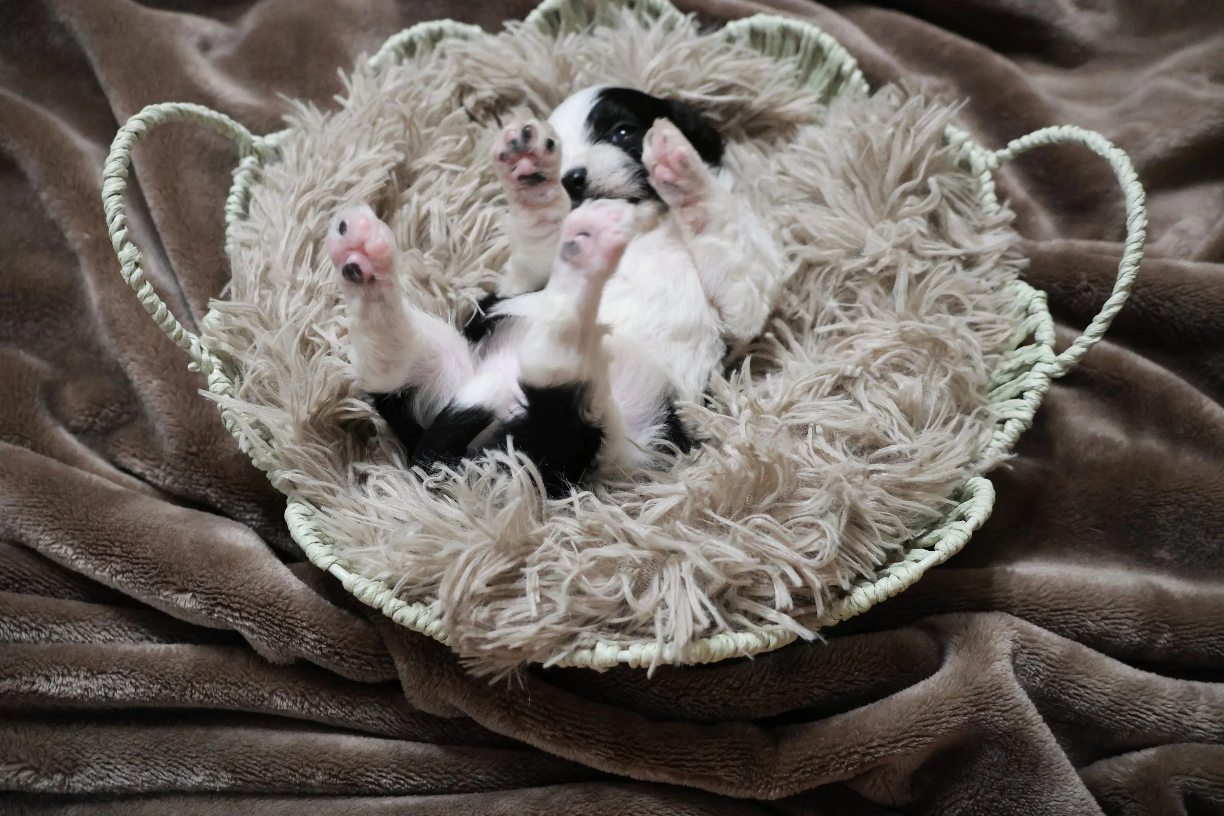 A black and white puppy lying on its back in a soft, fluffy circular bed with handles, on a brown blanket.