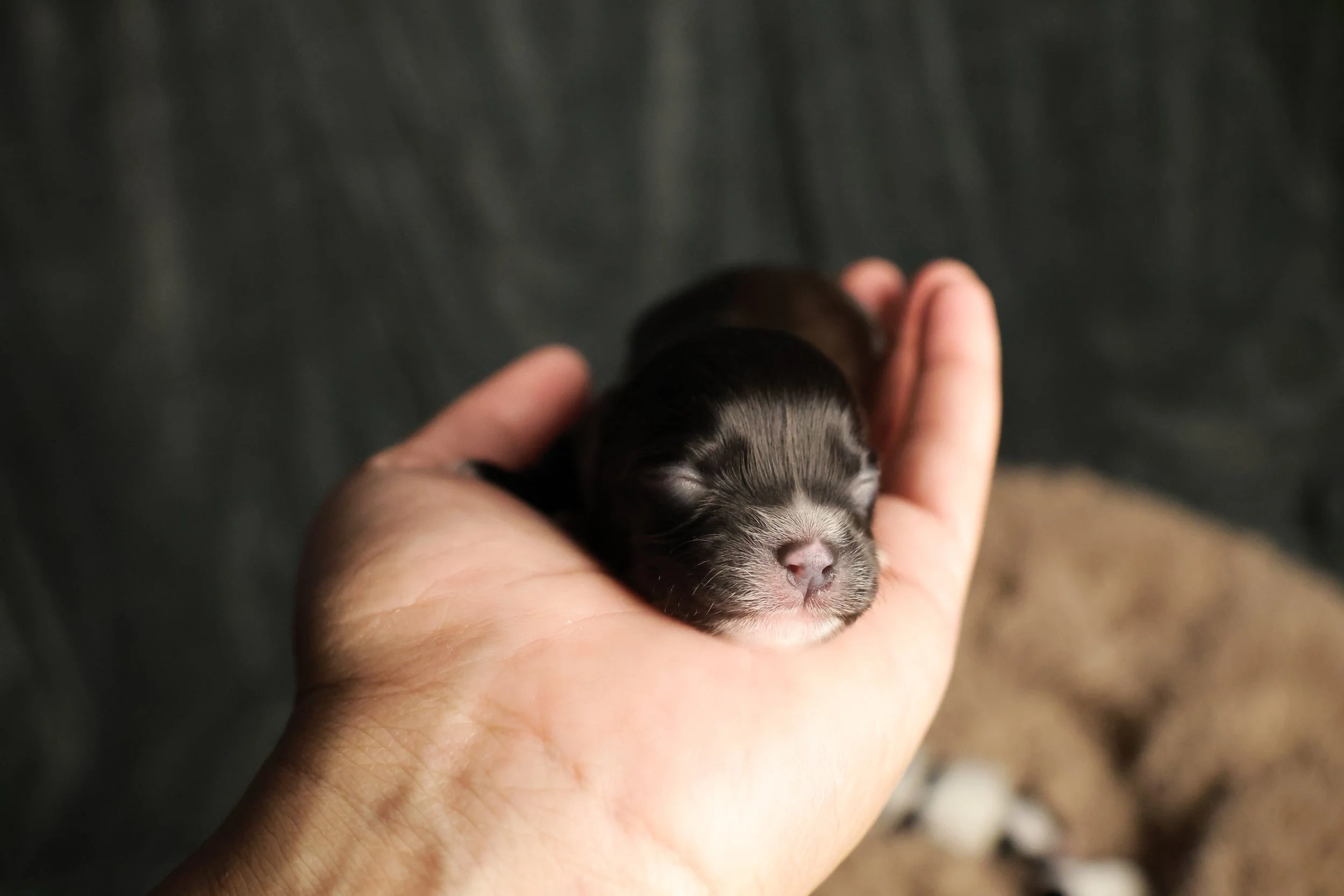 A tiny, black and white newborn puppy sleeping in a person's hand.
