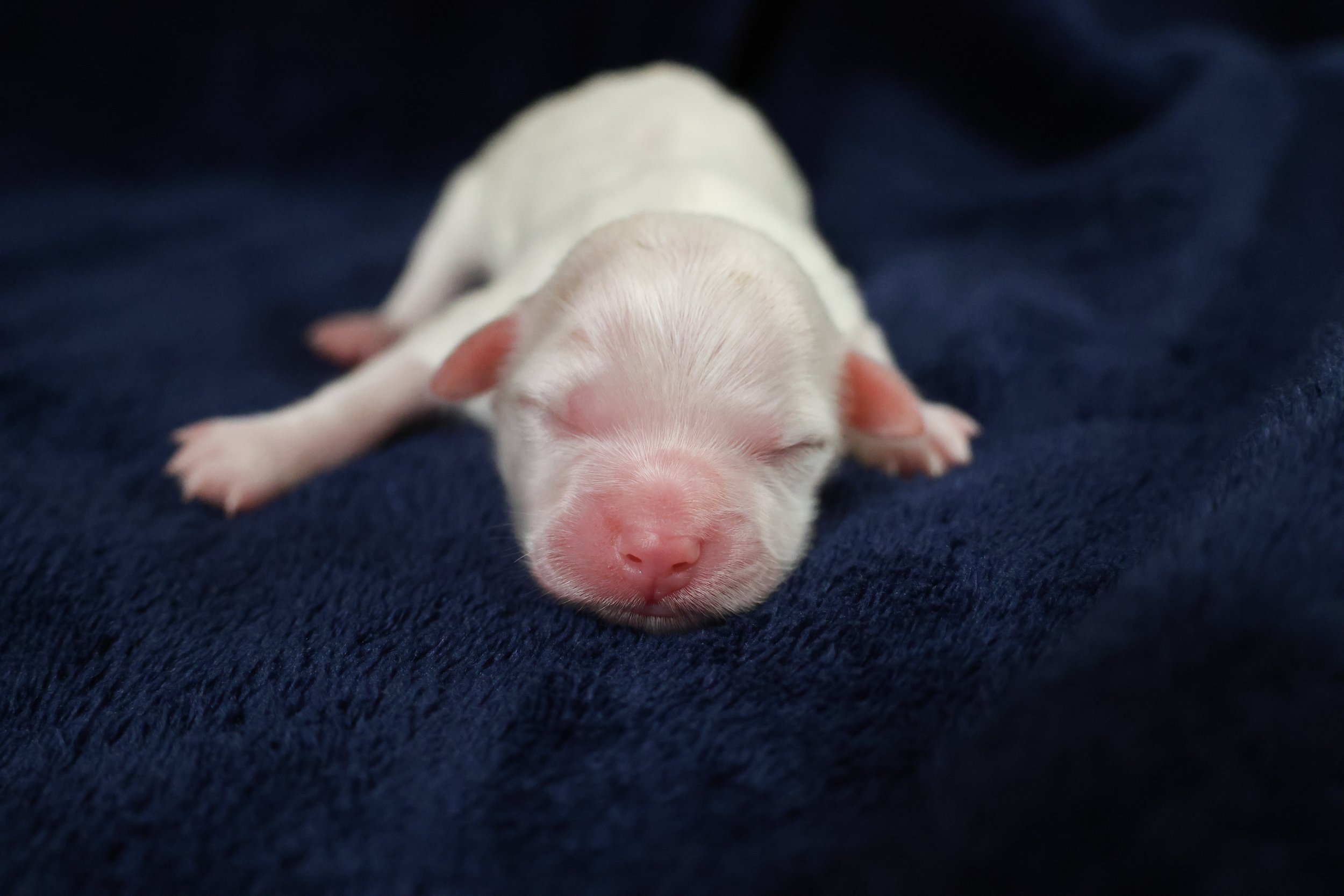 Close-up of a tiny, newborn white puppy with pink nose and closed eyes, lying on a dark blue blanket.