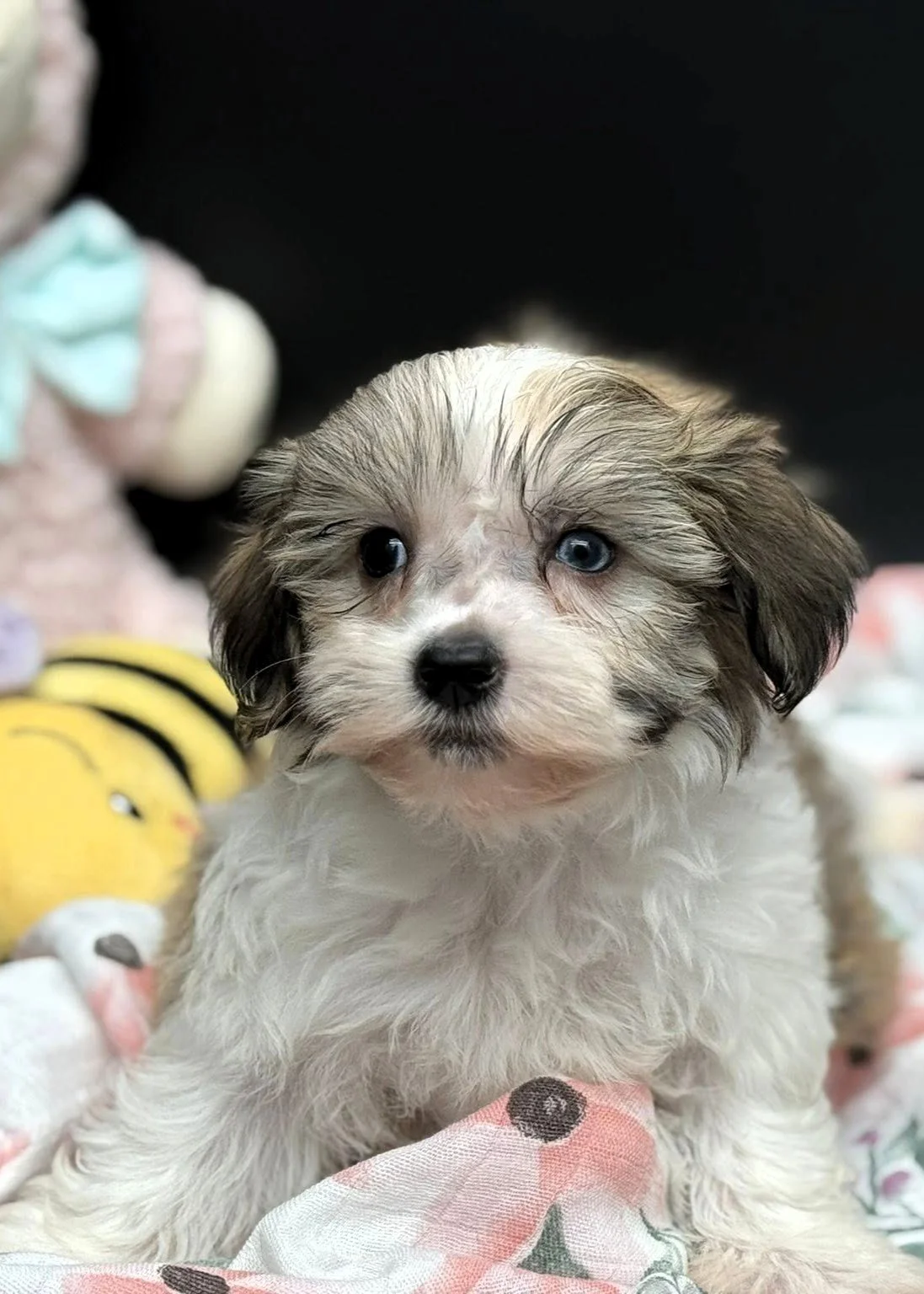 Havanese puppy dog with Heterochromia 1 blue eye and 1 brown eye