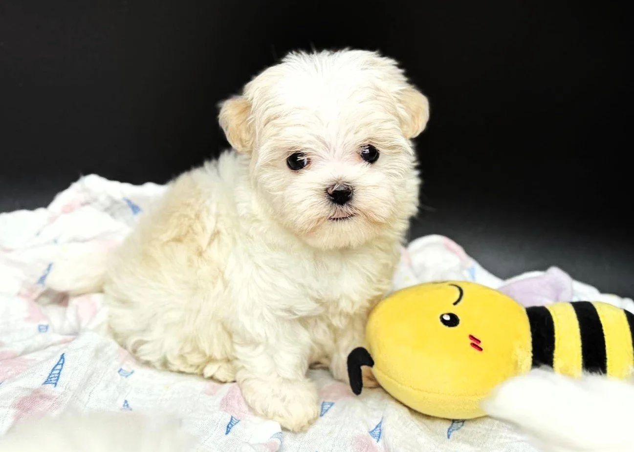 A small, fluffy white puppy sitting on a soft cloth next to a yellow plush bee toy, against a dark background.