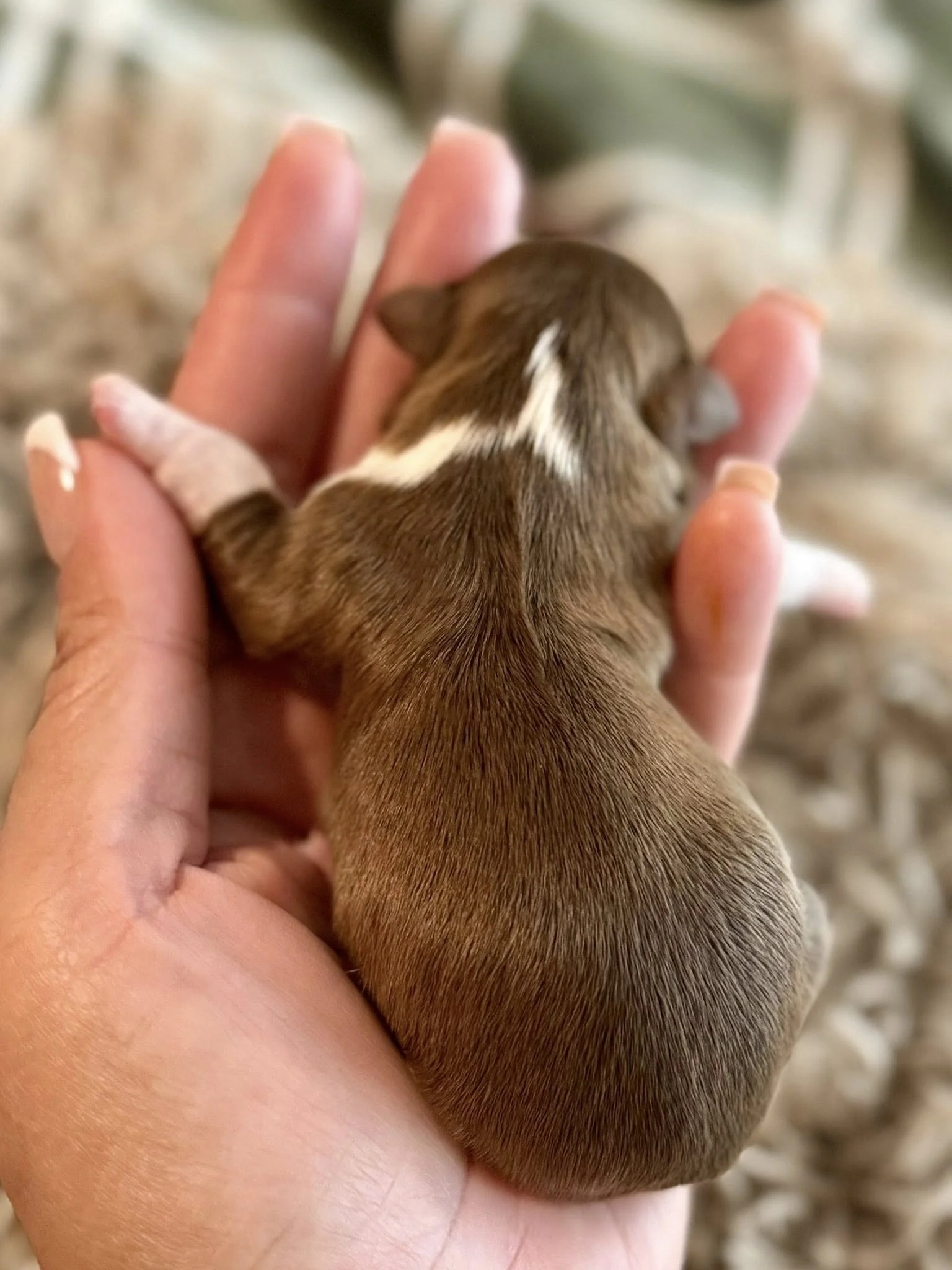 teacup Chocolate Havanese puppy Houston