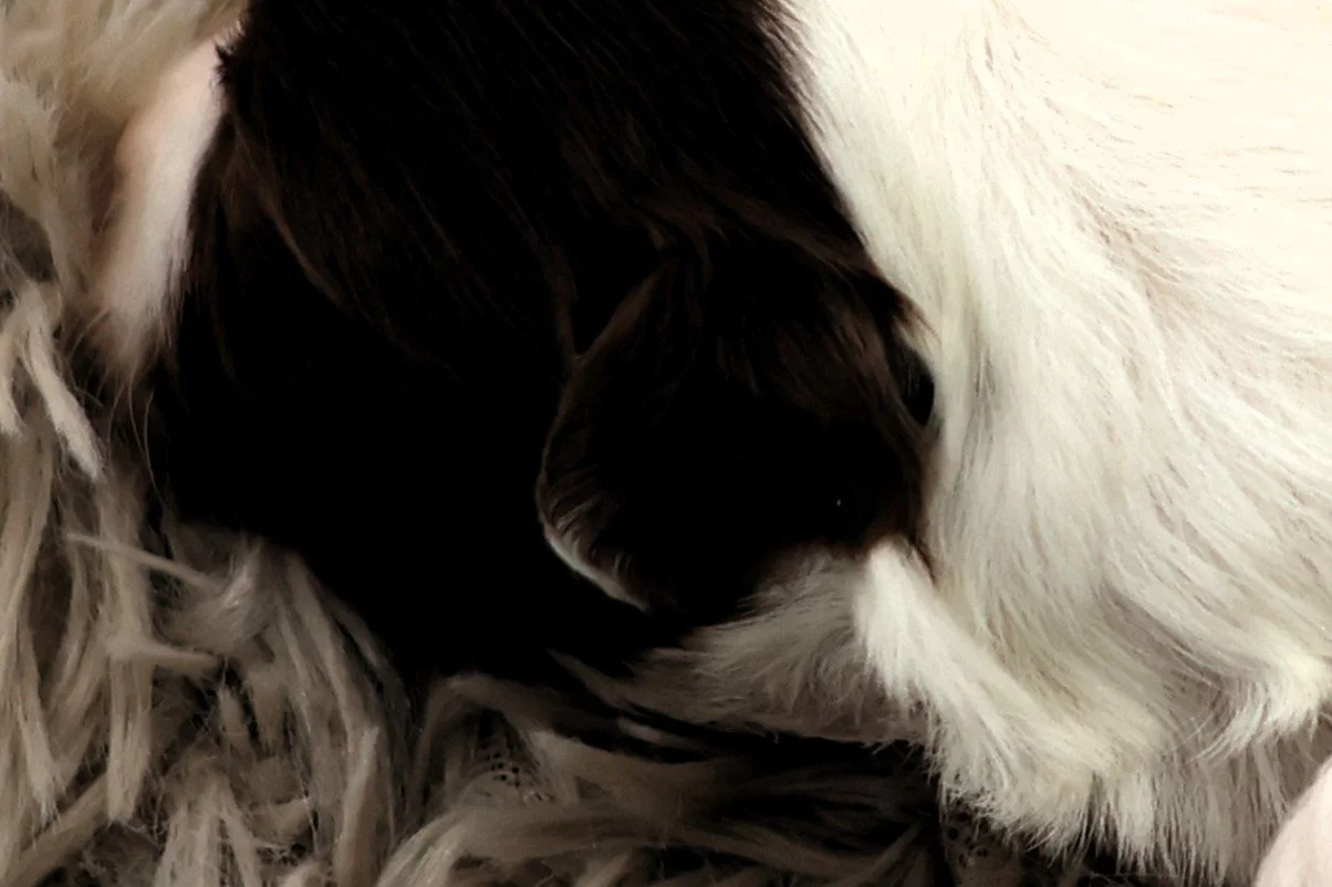 Close-up of a black and white puppy sleeping on a textured surface.