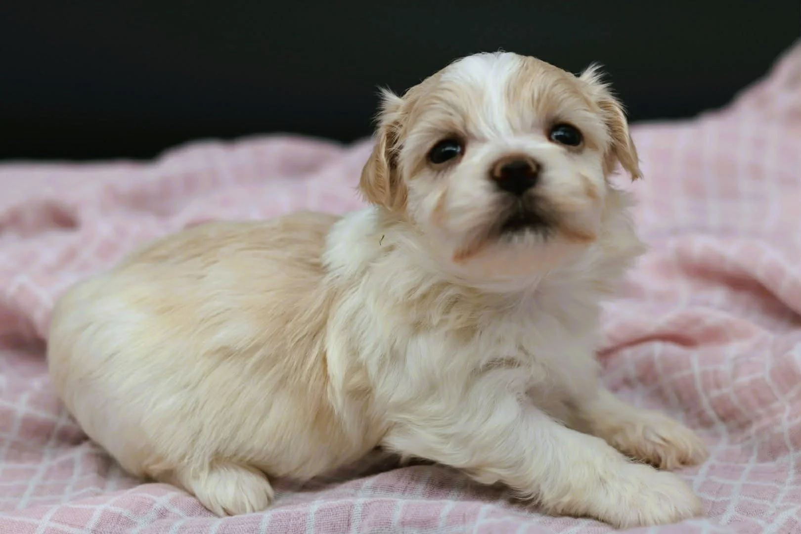 A small, light-colored puppy lying on a pink and white checkered blanket.