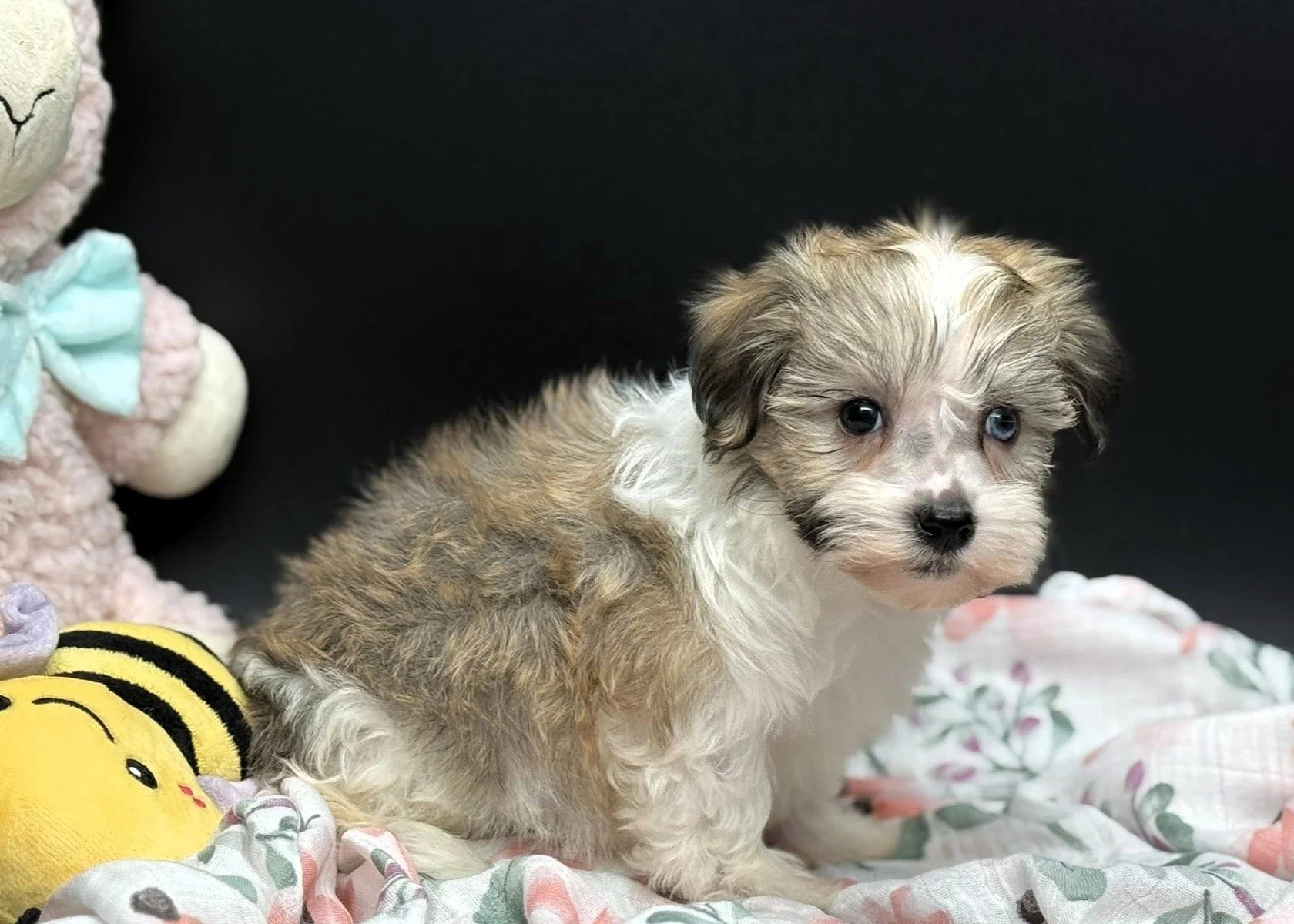 Havanese puppy dog with Heterochromia 1 blue eye and 1 brown eye