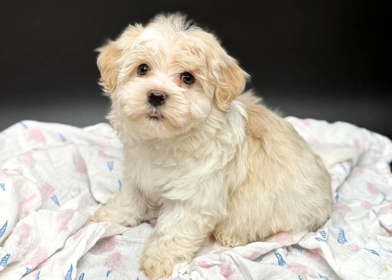 A fluffy light-colored puppy sitting on a white blanket with faint patterns, against a black background.