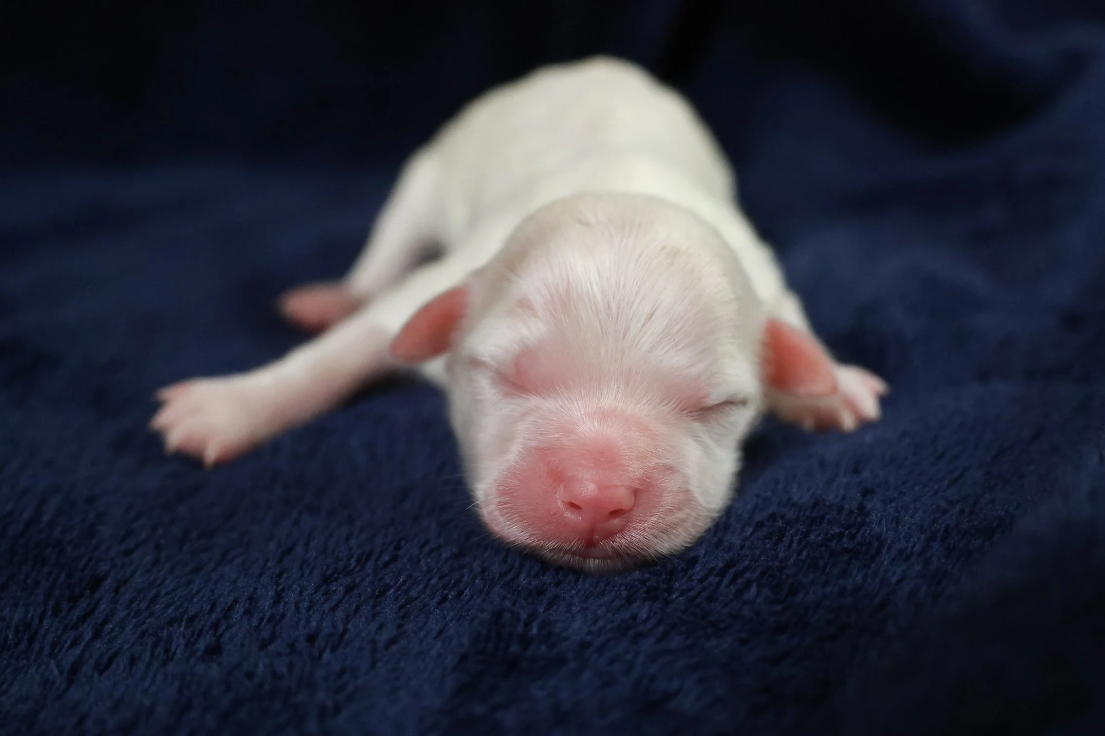 Close-up of a tiny, newborn white puppy with closed eyes, lying on a dark blue fabric surface.
