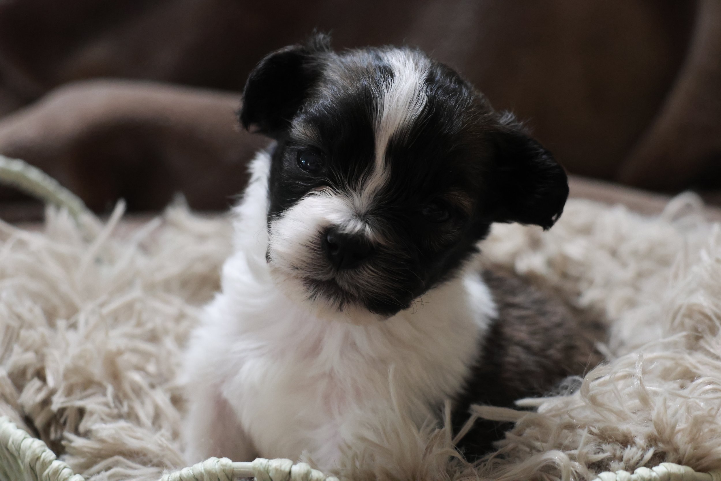 A cute black and white puppy sitting on a fluffy cream-colored blanket.