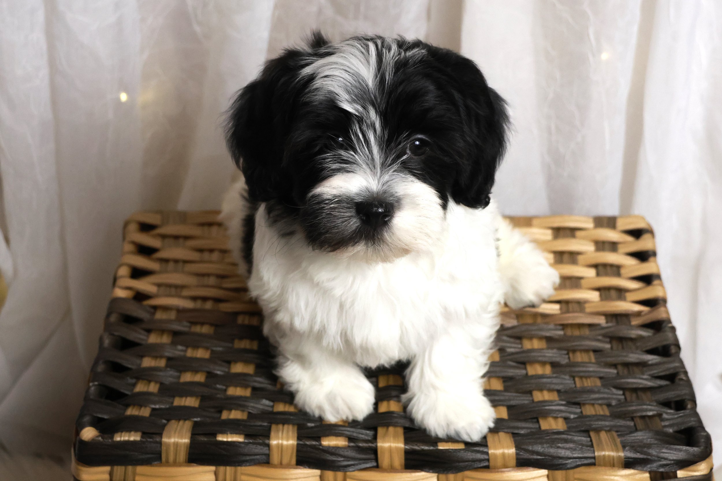 Cute black and white puppy sitting on a woven wicker table with a neutral background.