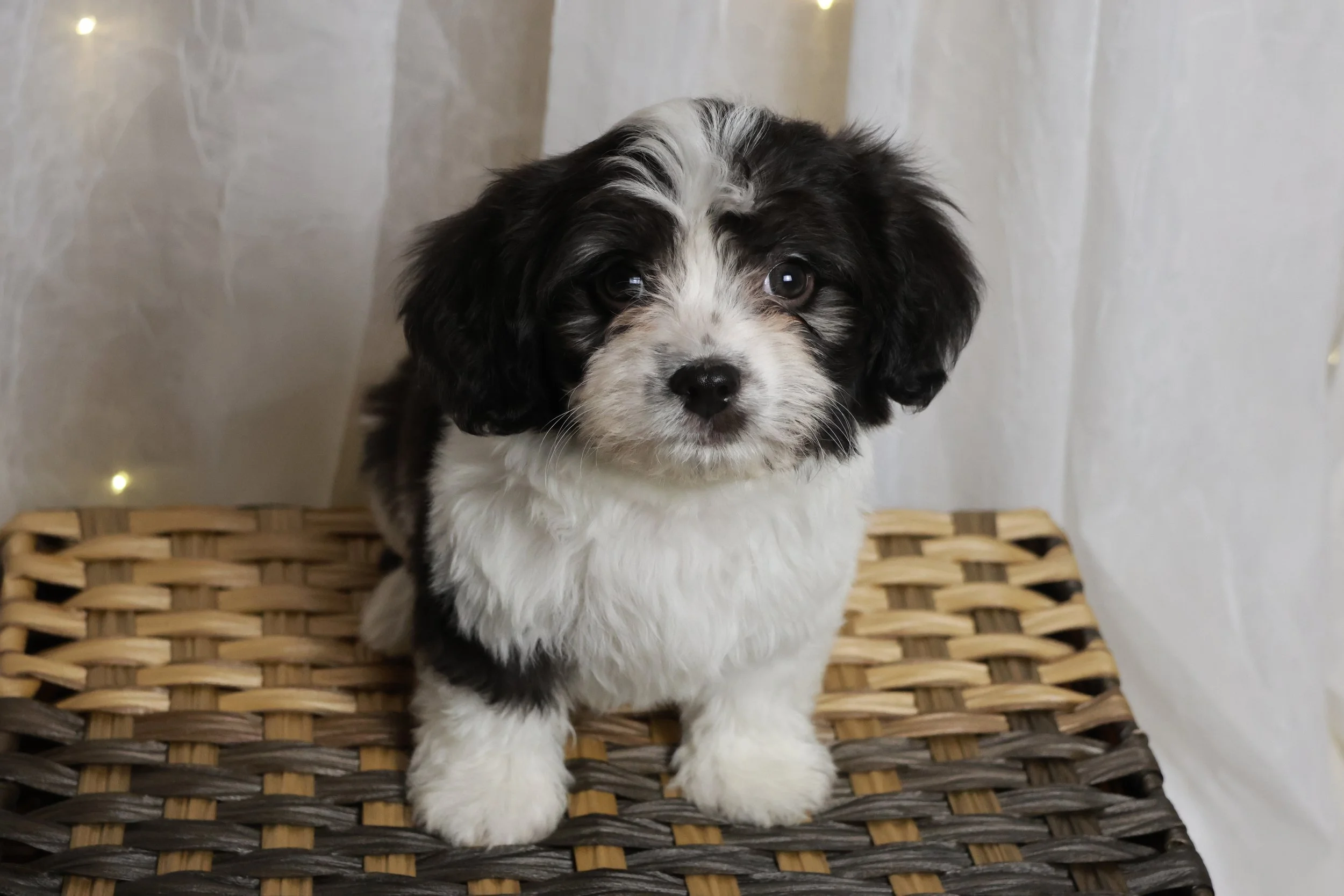 Cute black and white puppy with fluffy fur sitting on a woven basket, looking at the camera.
