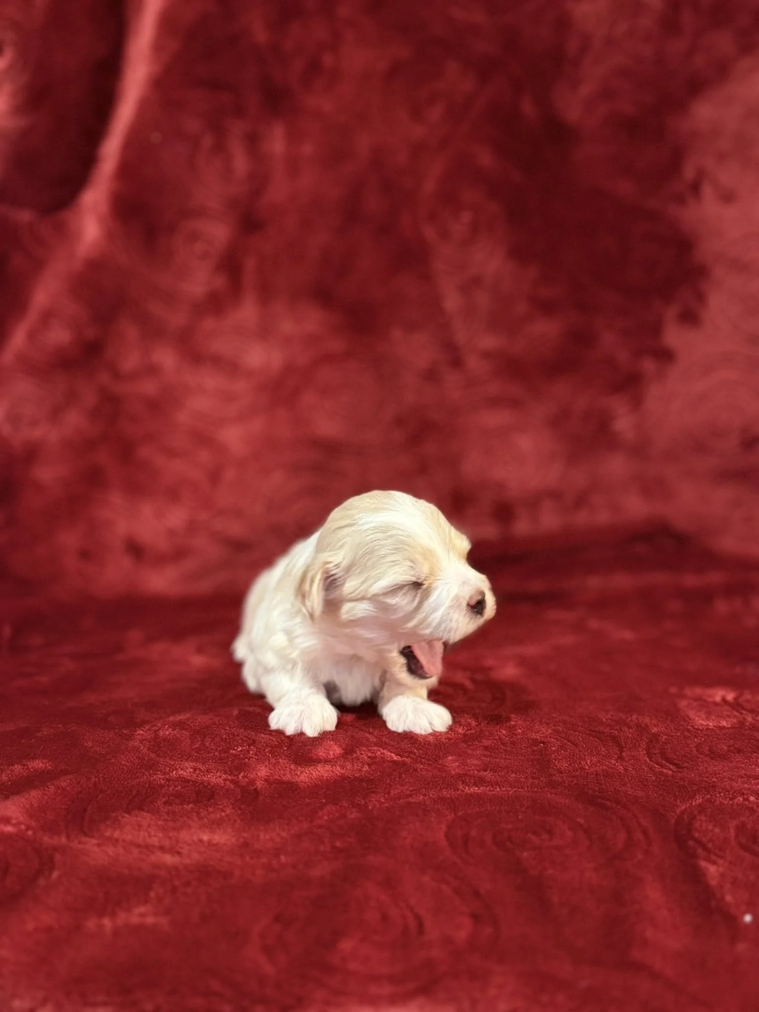A tiny, yawning white and light brown puppy on a red velvet textured background.