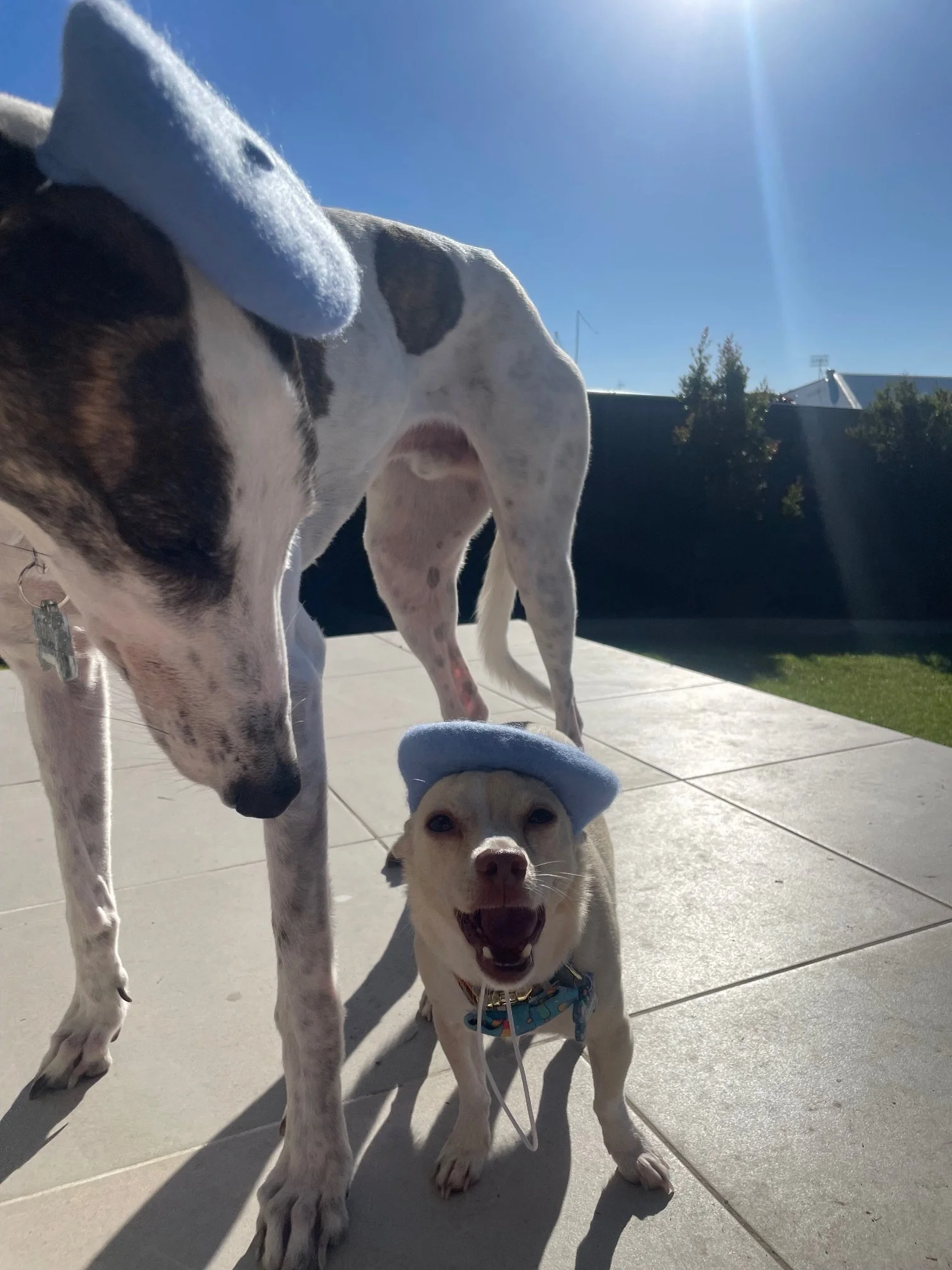 Chihuahua & greyhound in blue beret.jpeg