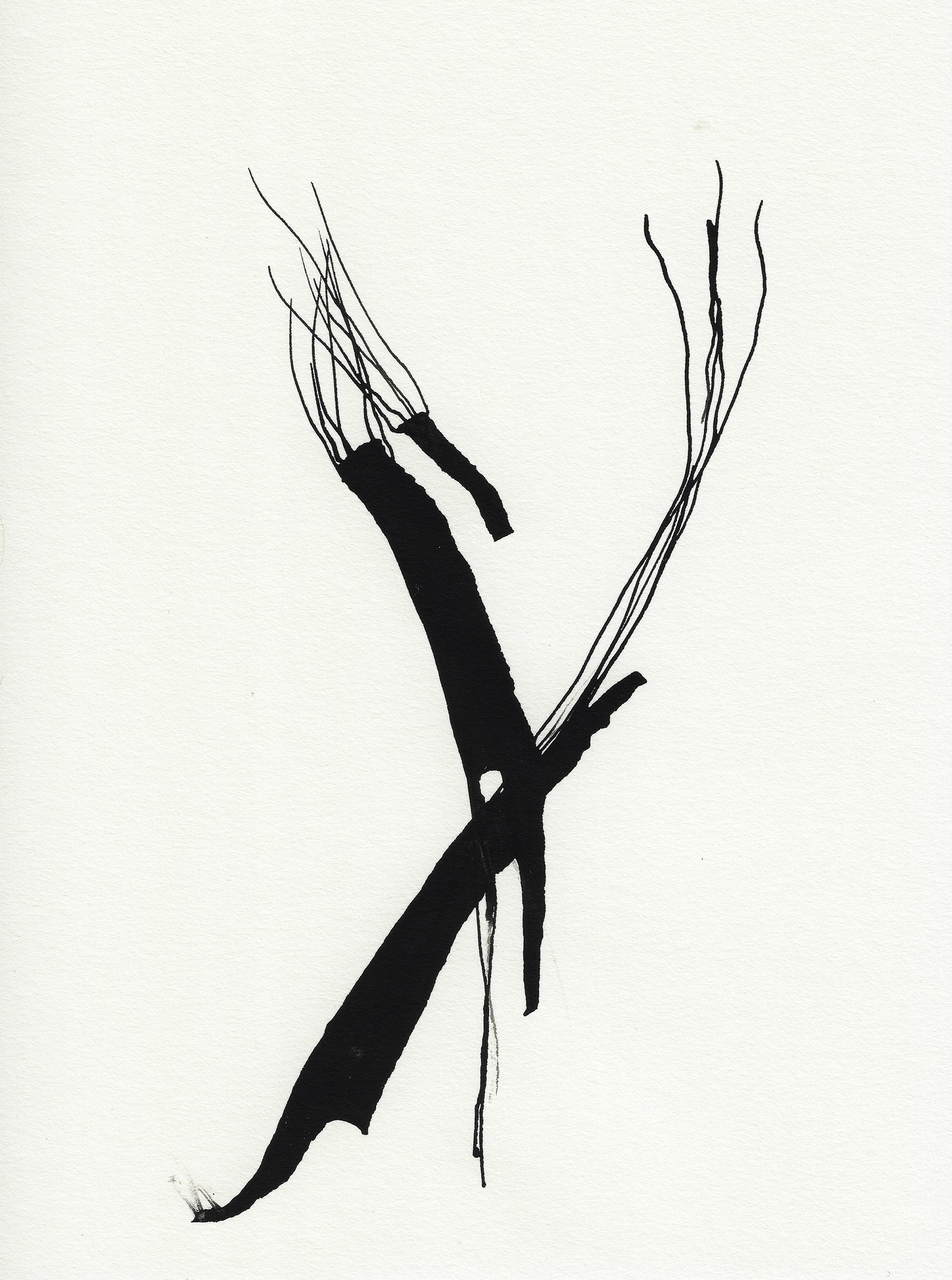 Daily Drawings No. 44 x Nimea Ariana.jpg