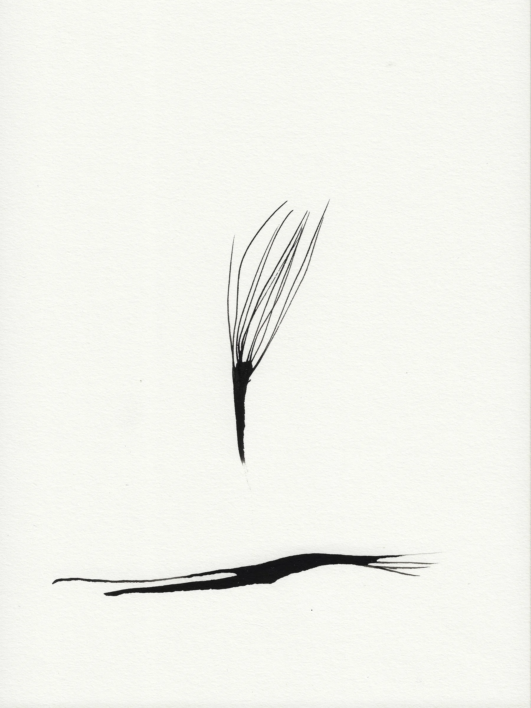 Daily Drawings No. 68 x Nimea Ariana.jpg