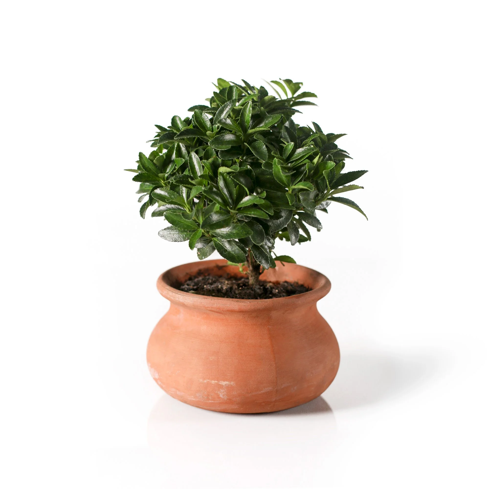 Potted-Euonymus-Straight-Wht.jpg