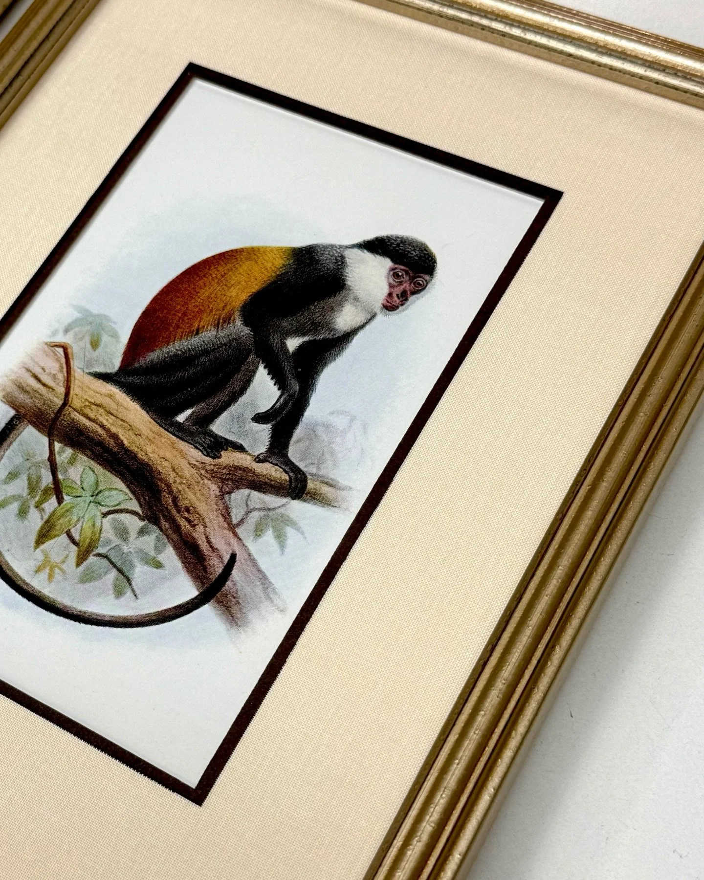 BANANAS for this framing combo ✨🐵🍌 

To preserve these vintage monkey prints, our client chose a tasteful antique gold frame paired with a silk top mat and dark brown under mat. These pieces are topped off with 99% uv protective conservation glass 