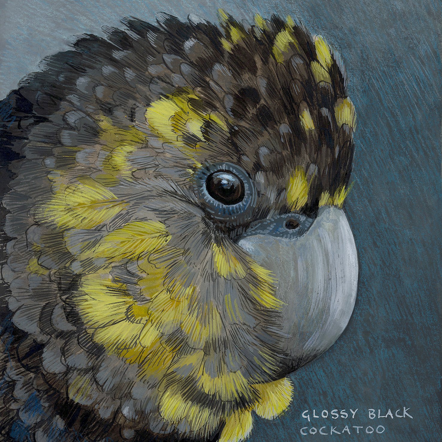 BPC _Glossy Black Cockatoo_FF_web.jpg