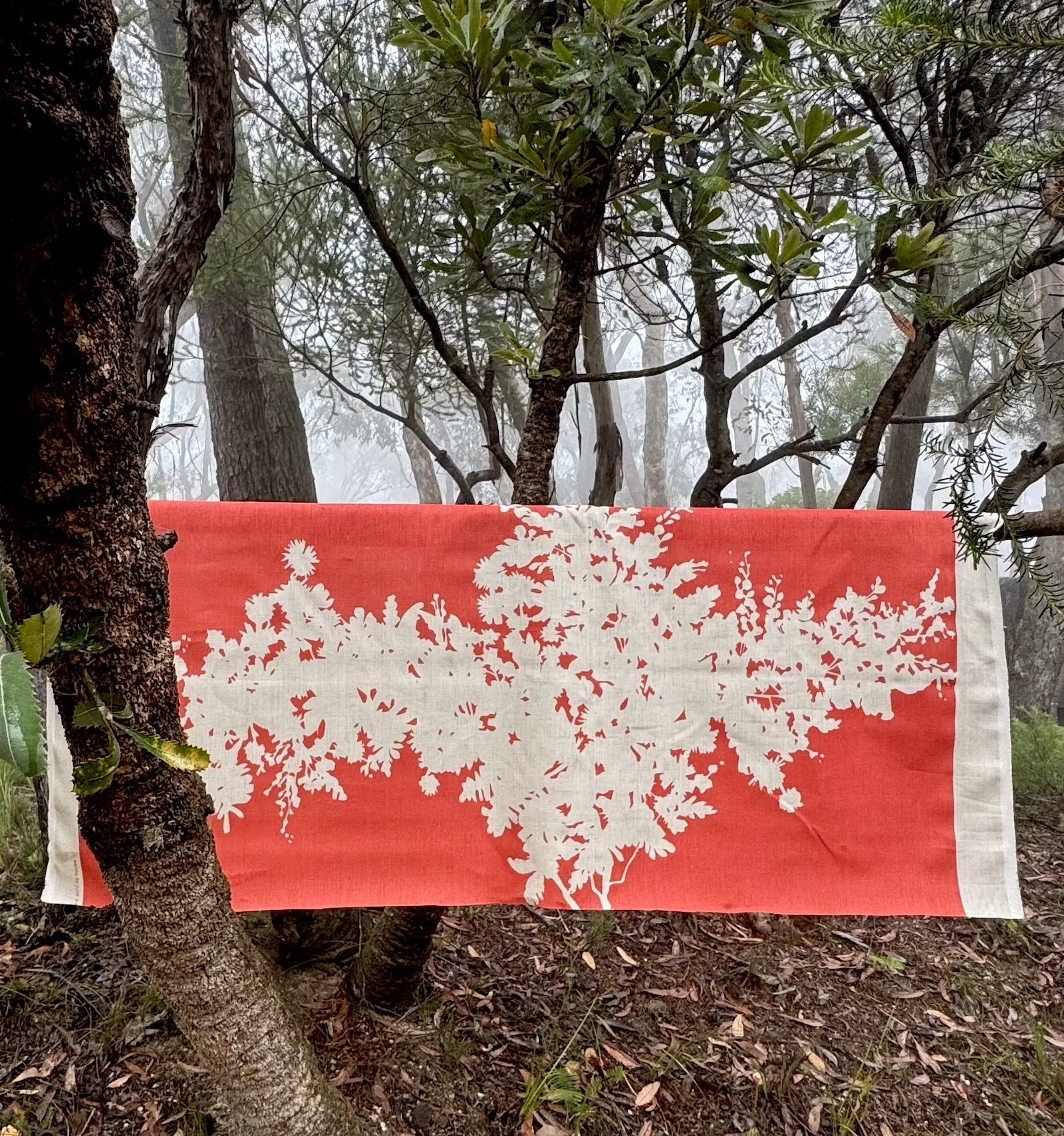 WattleSunsetinsitu.jpg