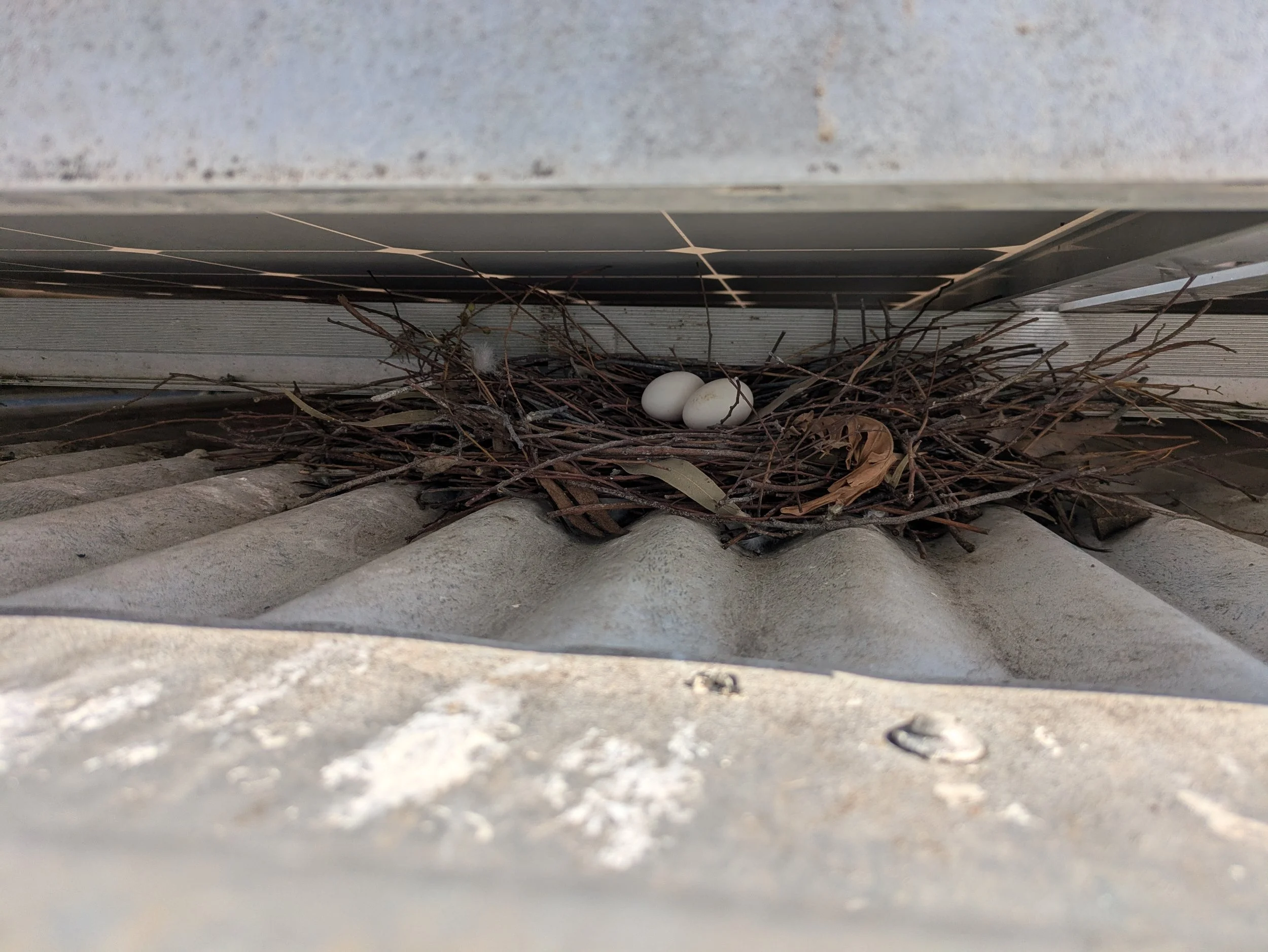solar panel bird proofing