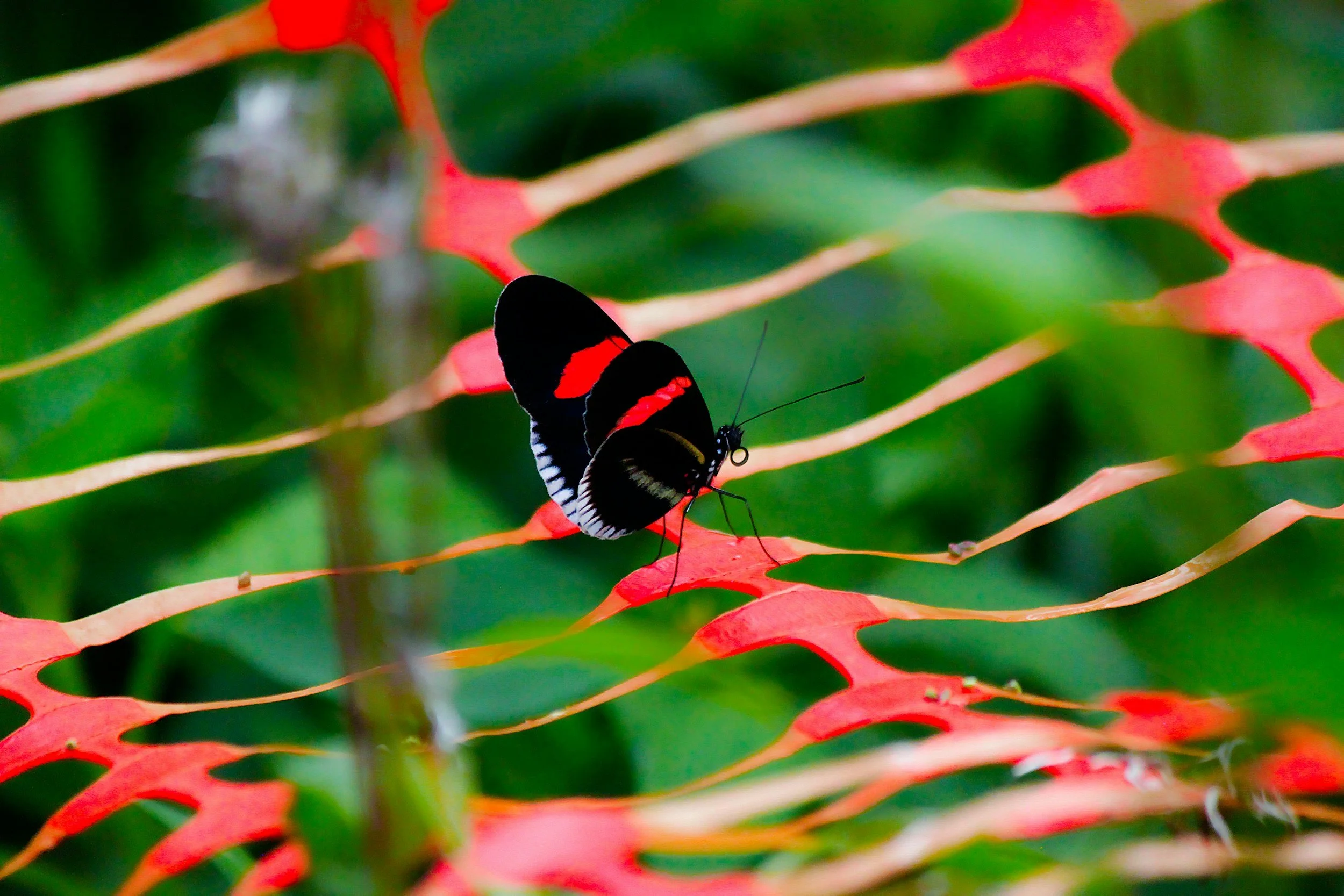 Black and red butterfly on a red mesh with green background