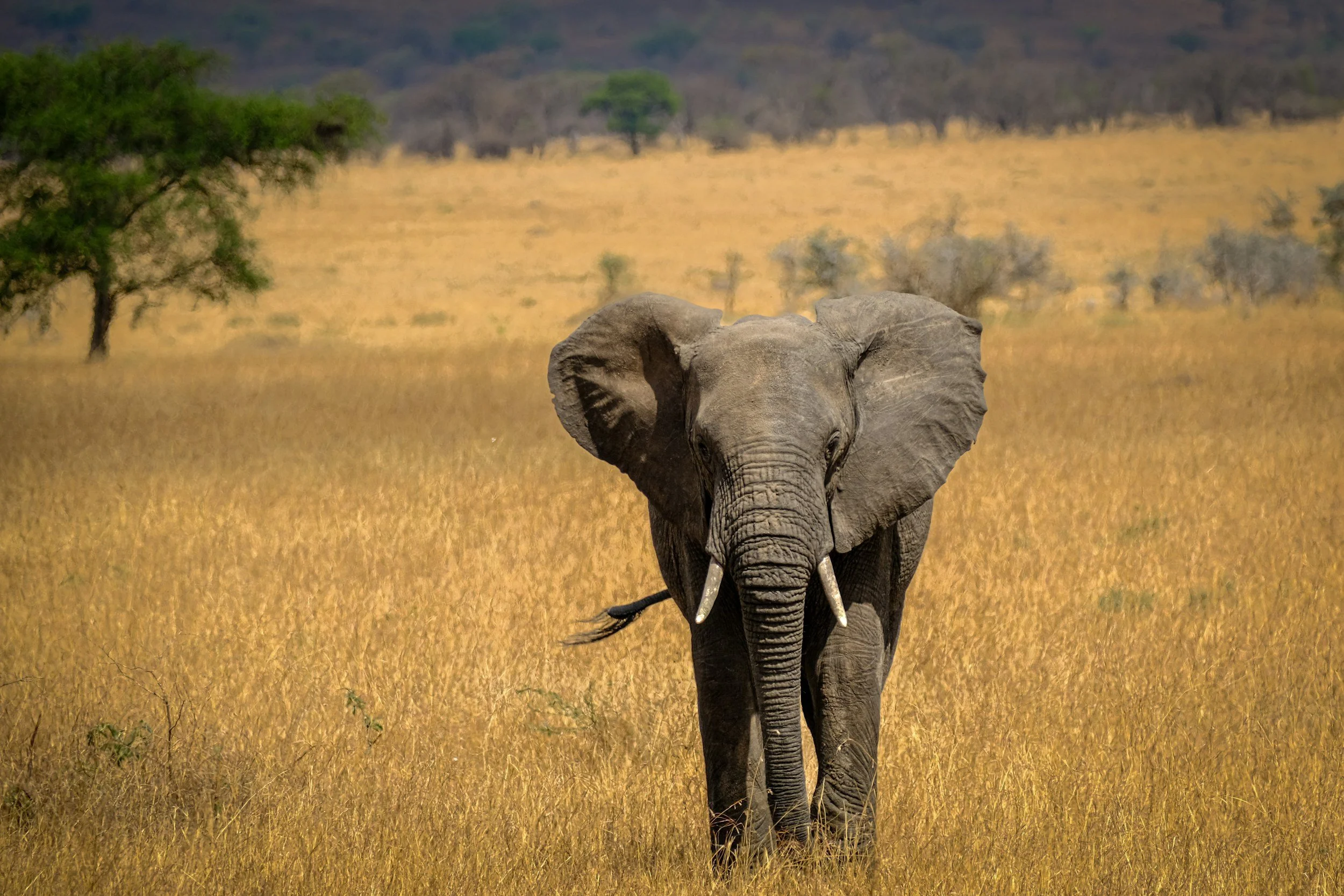 Crossing Paths with New Friends