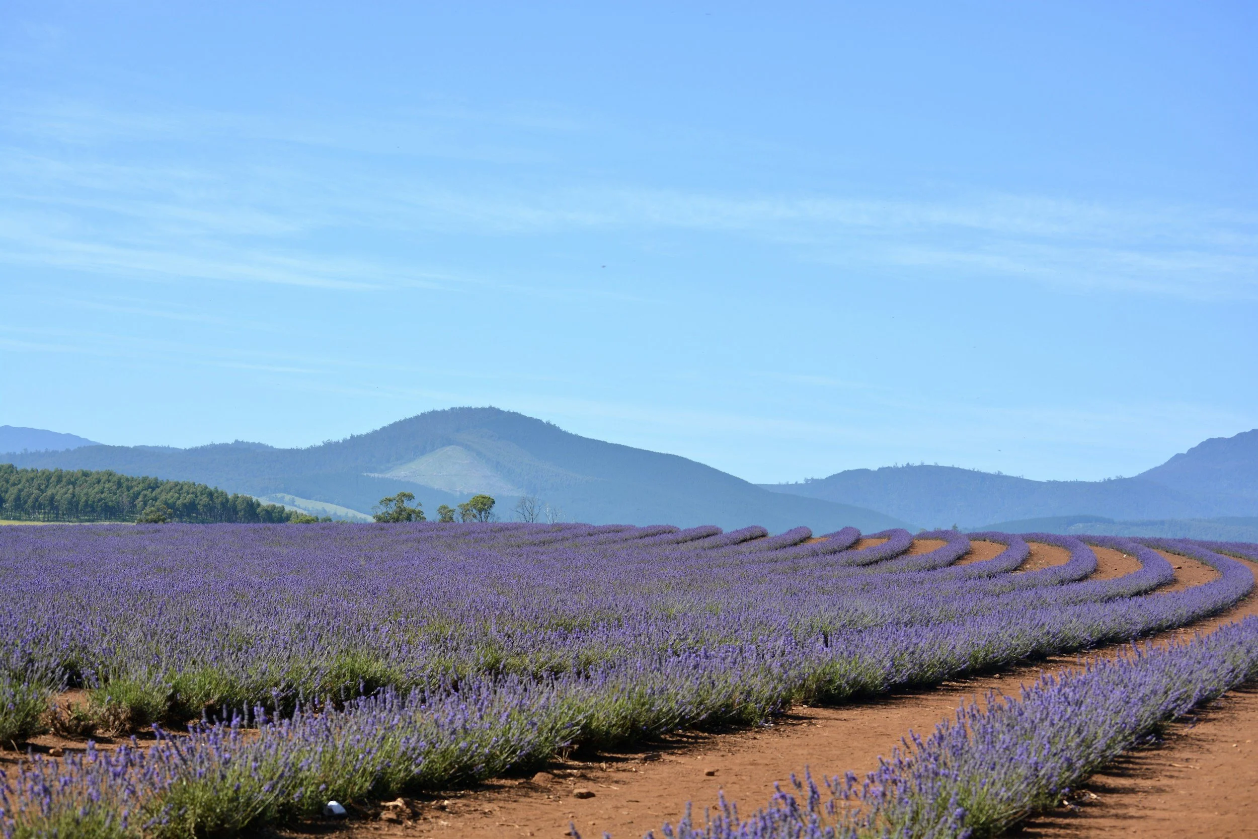 Lavender Fields Tasmania.jpg