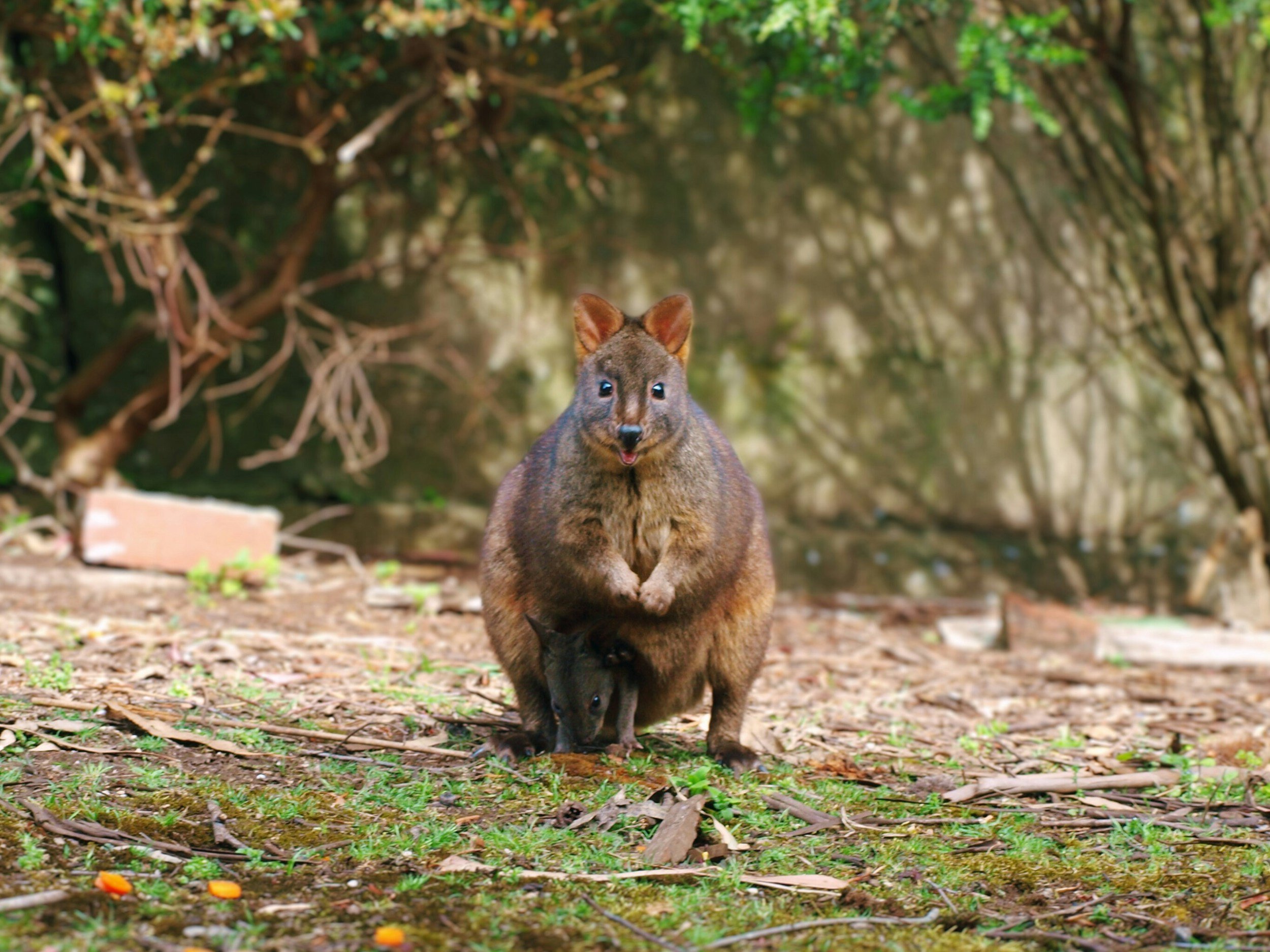 Red-legged Pademelon.jpg