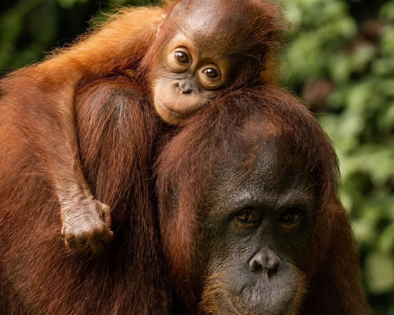 Wild Encounters of Borneo