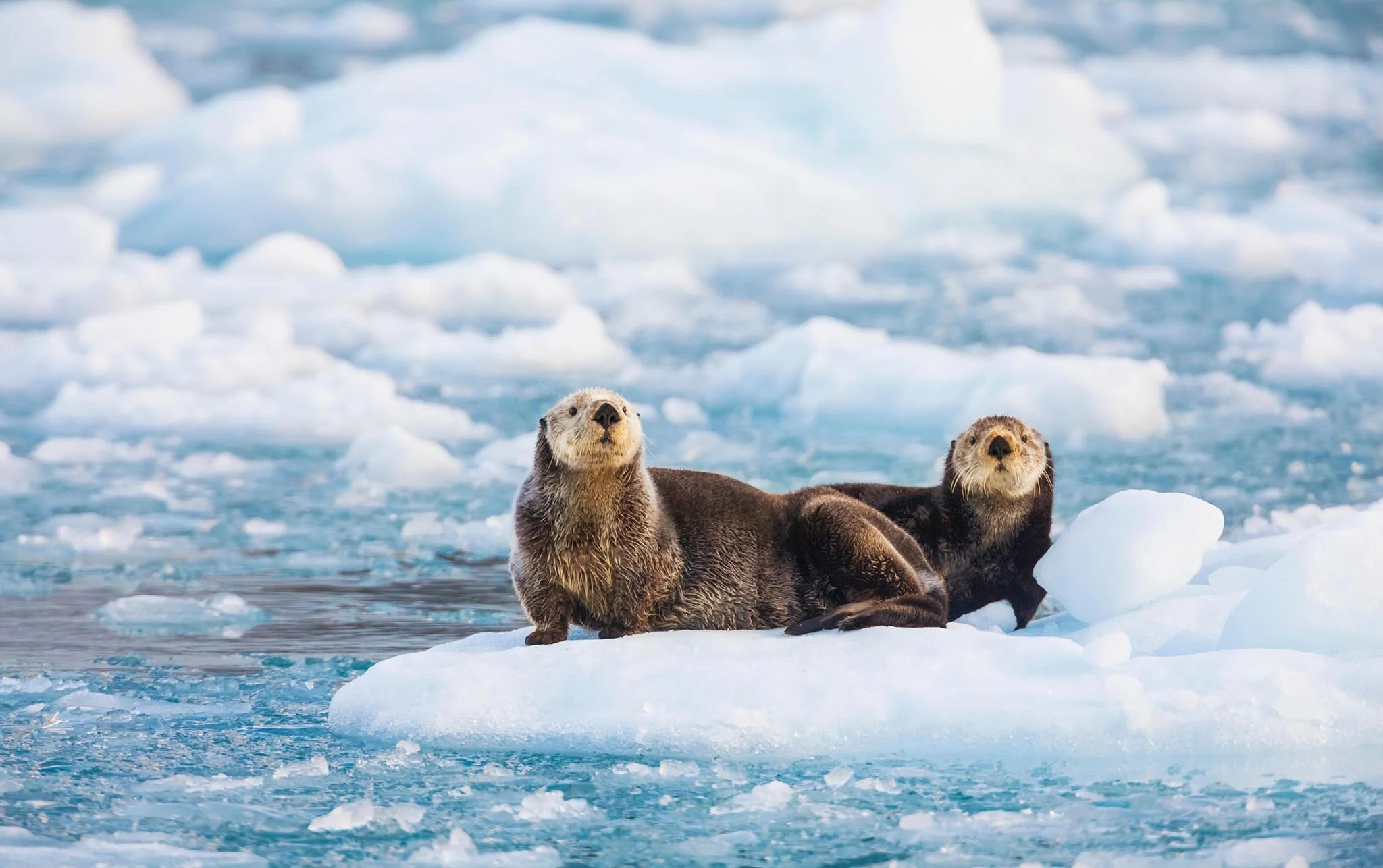 Alaska &amp; the Inside Passage