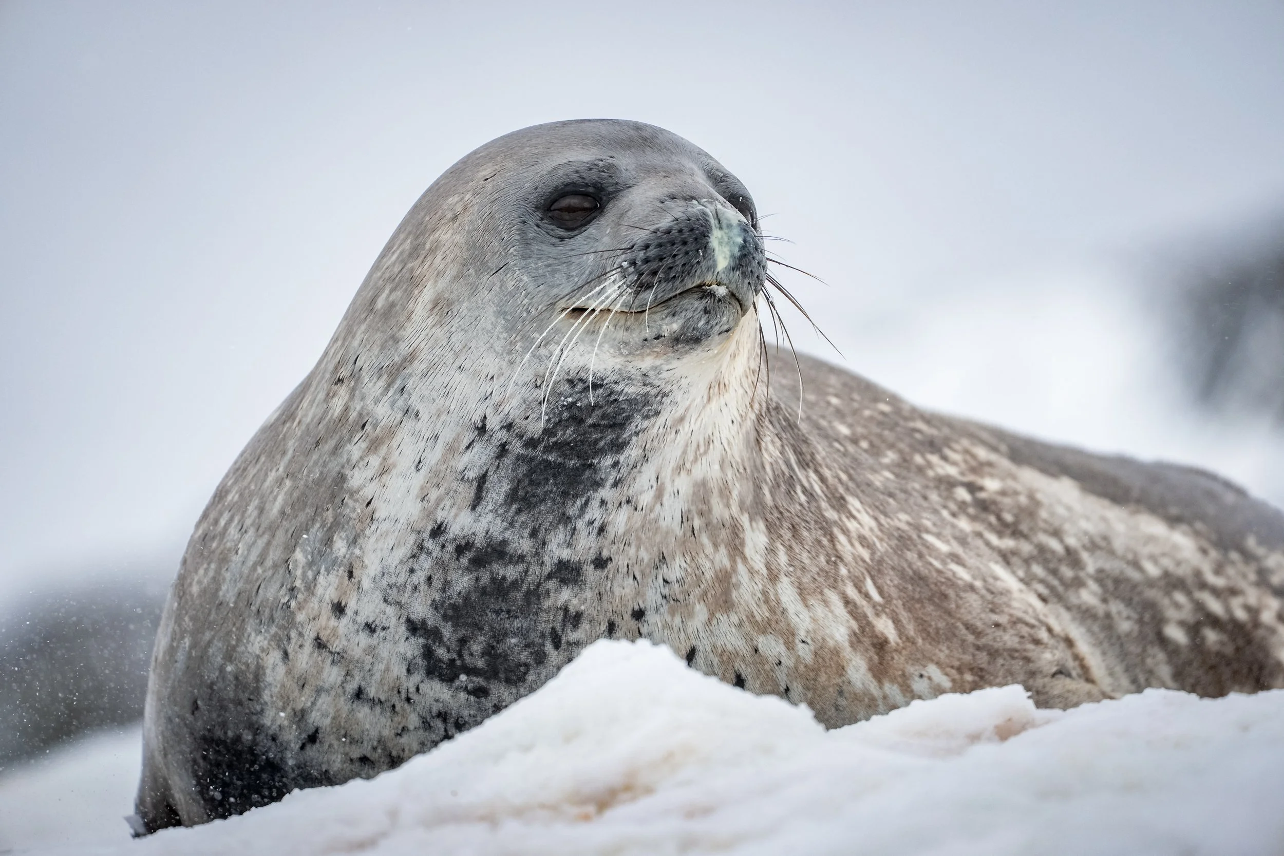 South Atlantic Cruise: from South Africa to Antarctica