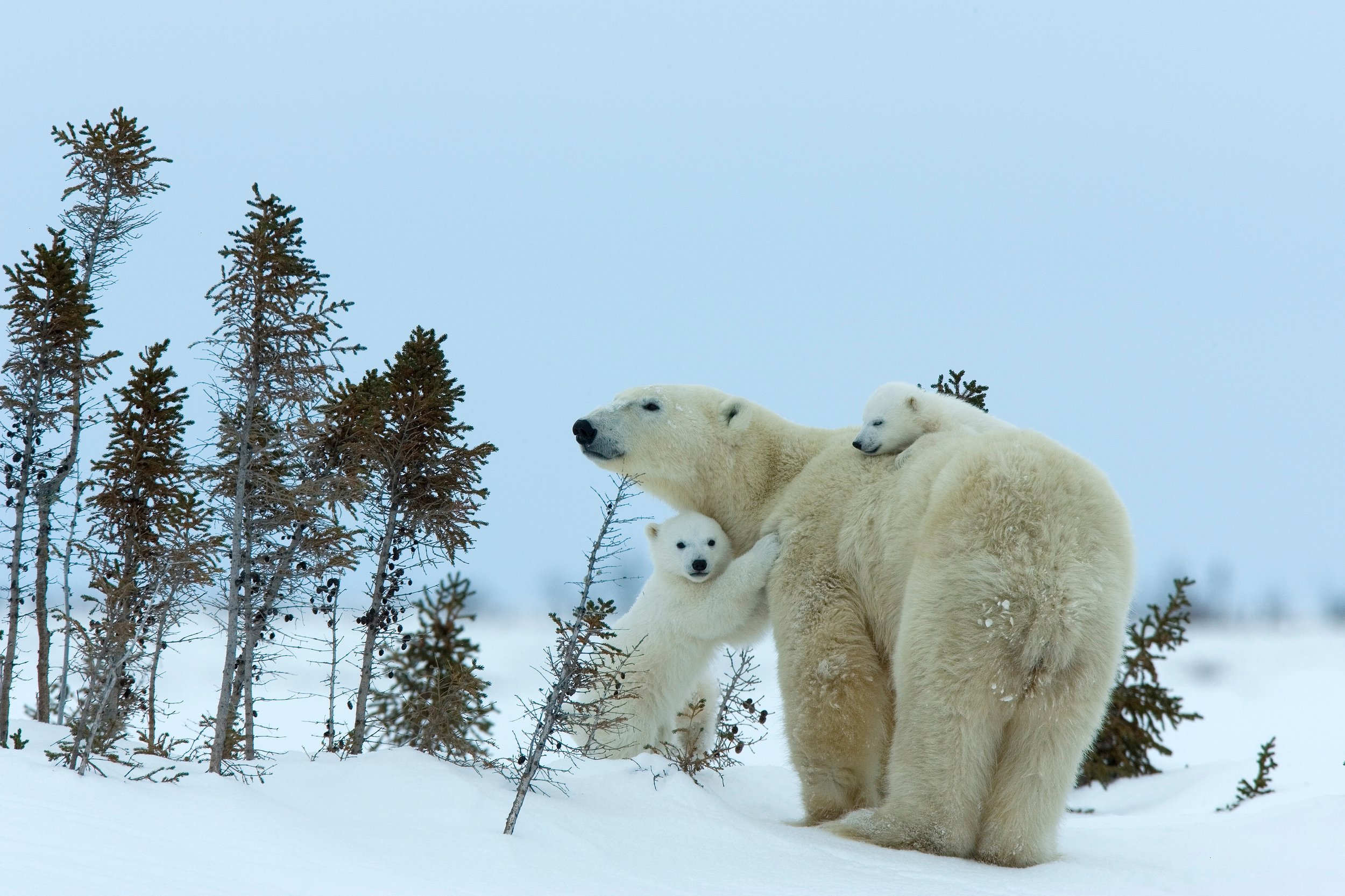 Polar Bears at Tundra Buggy Lodge