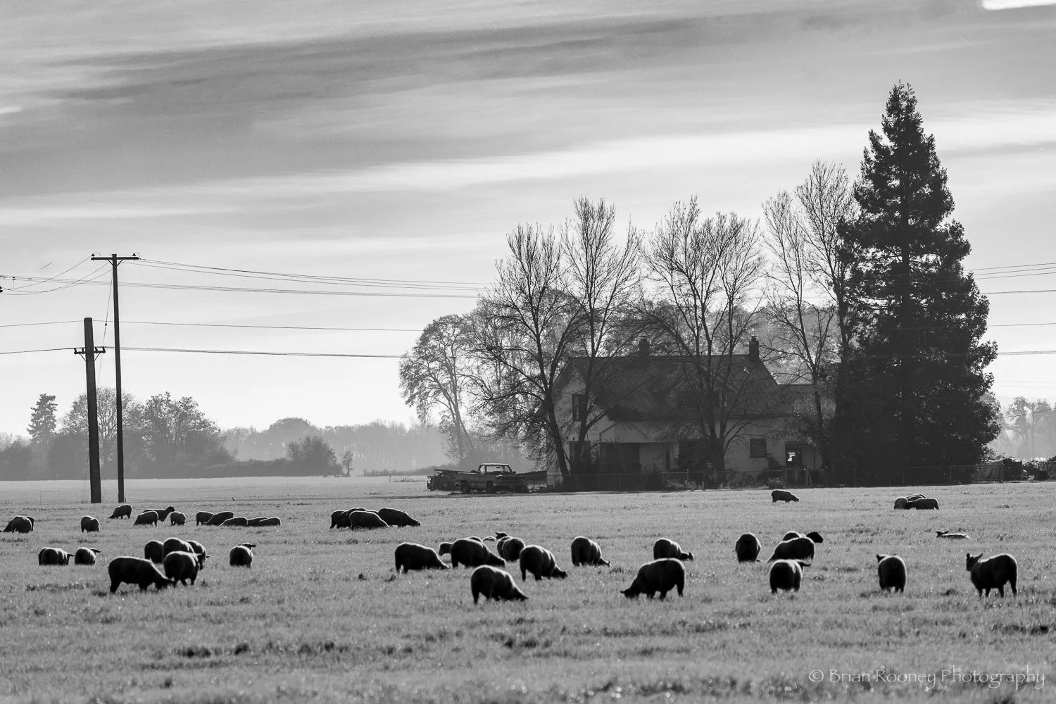 Rural Oregon Print # 48