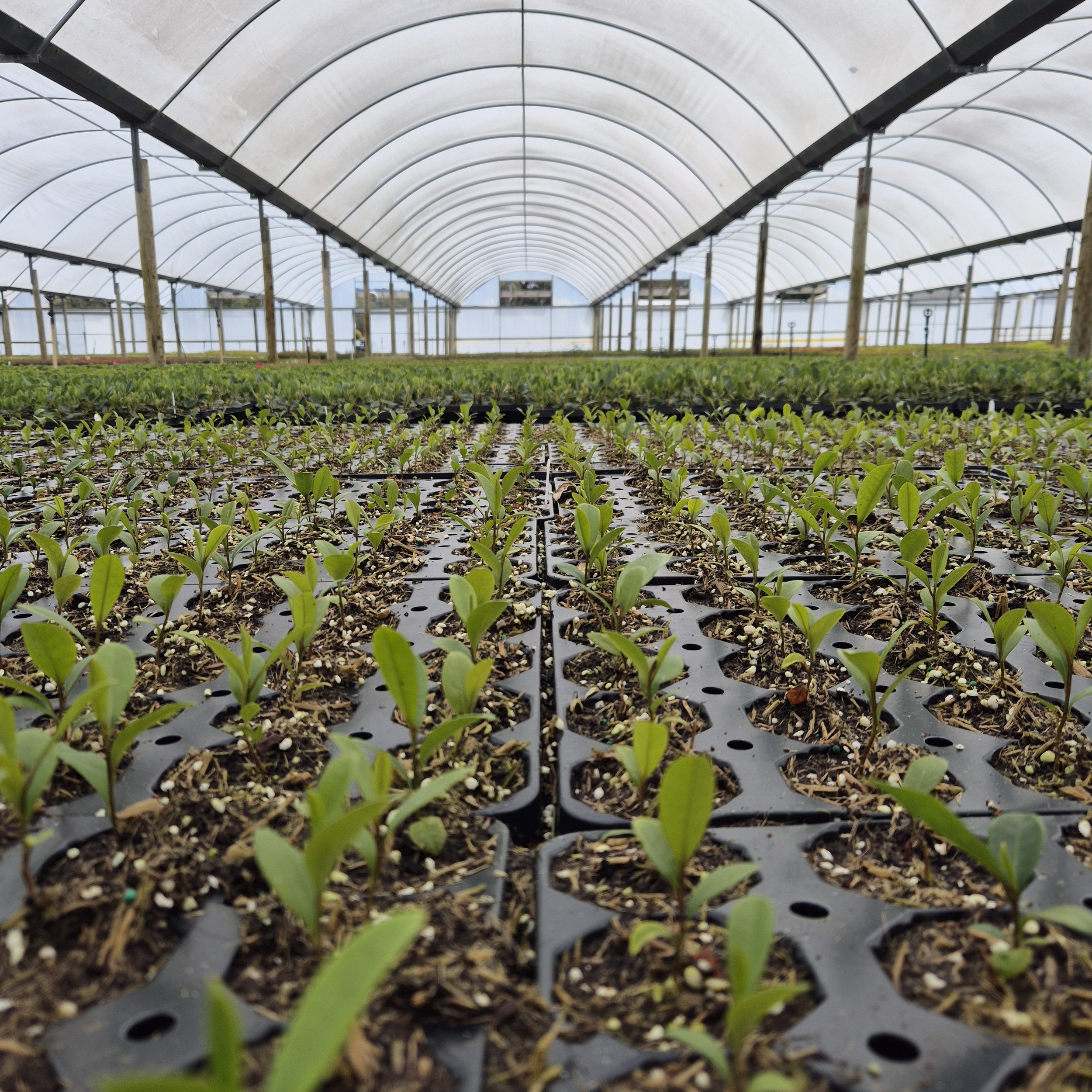 How Drones Are Revolutionizing Greenhouse Maintenance and Worker Safety